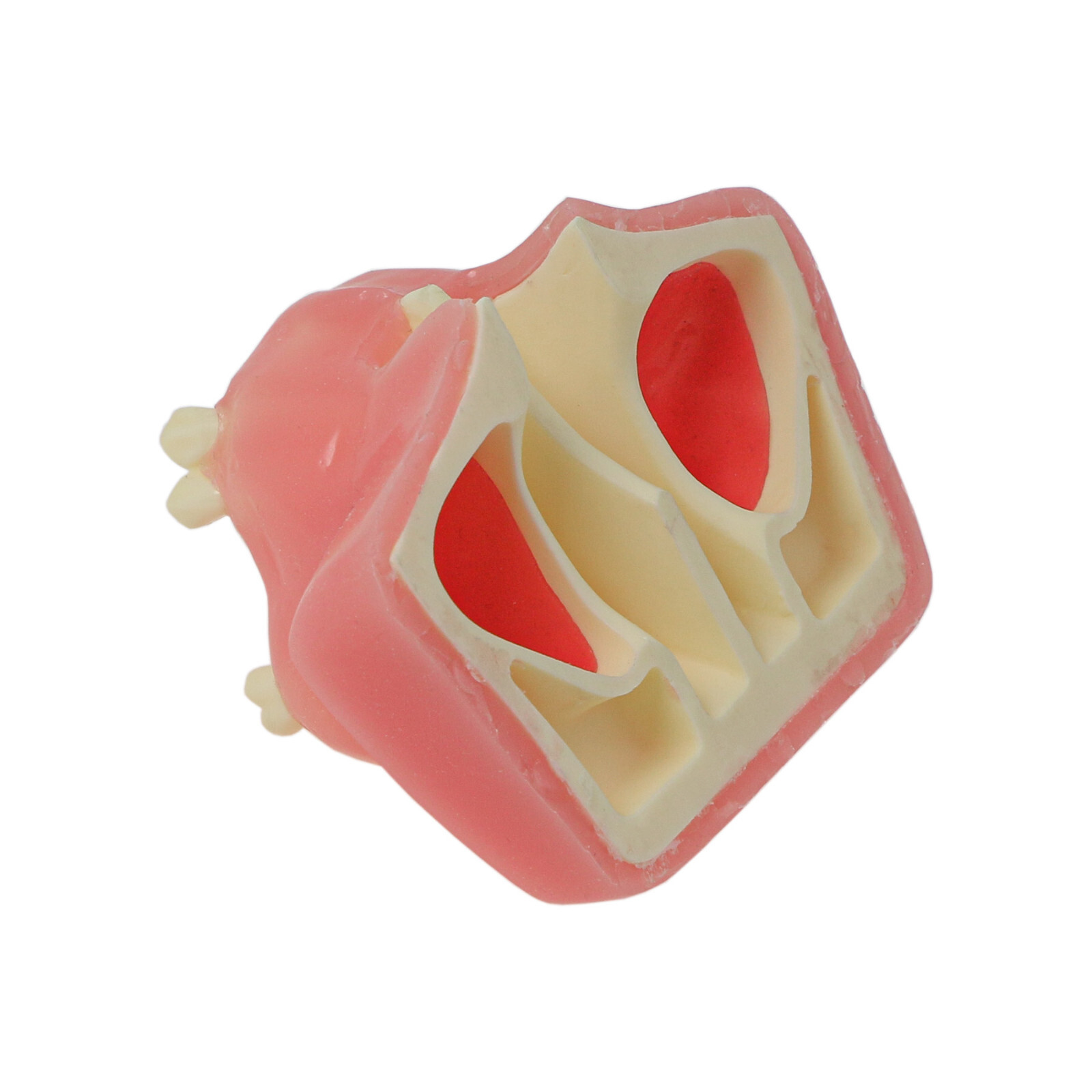 Dental Maxillary Teeth Model Sinus Lift Implant Practice Study Teach Demo Model