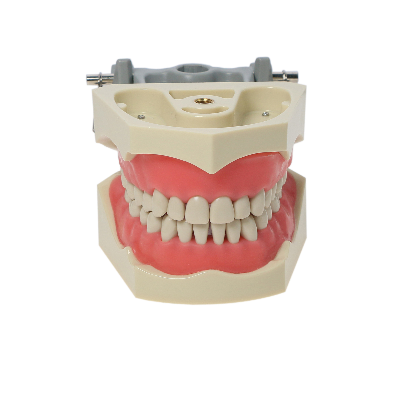 32pcs Removable Dental Typodont Columbia 860 Type Teeth Exam Restorative Model