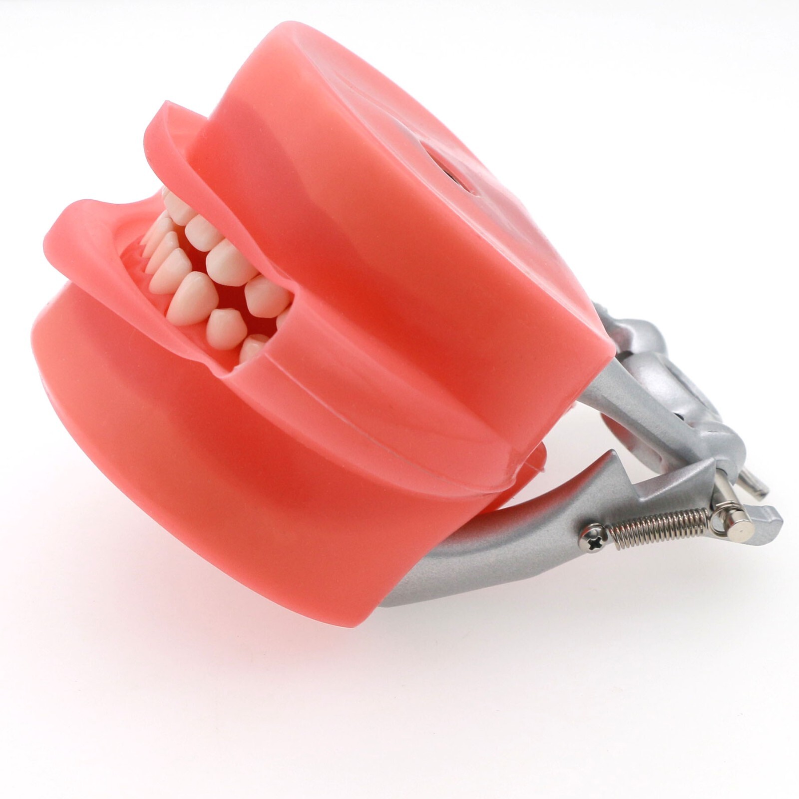 Dental Typodont Model With 32Pcs Screw-in Teeth fit Kilgore NISSIN 200Type Model