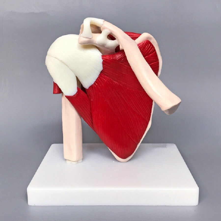Human Shoulder Joint Ligament Muscled Skeleton Anatomical Model For Teaching US