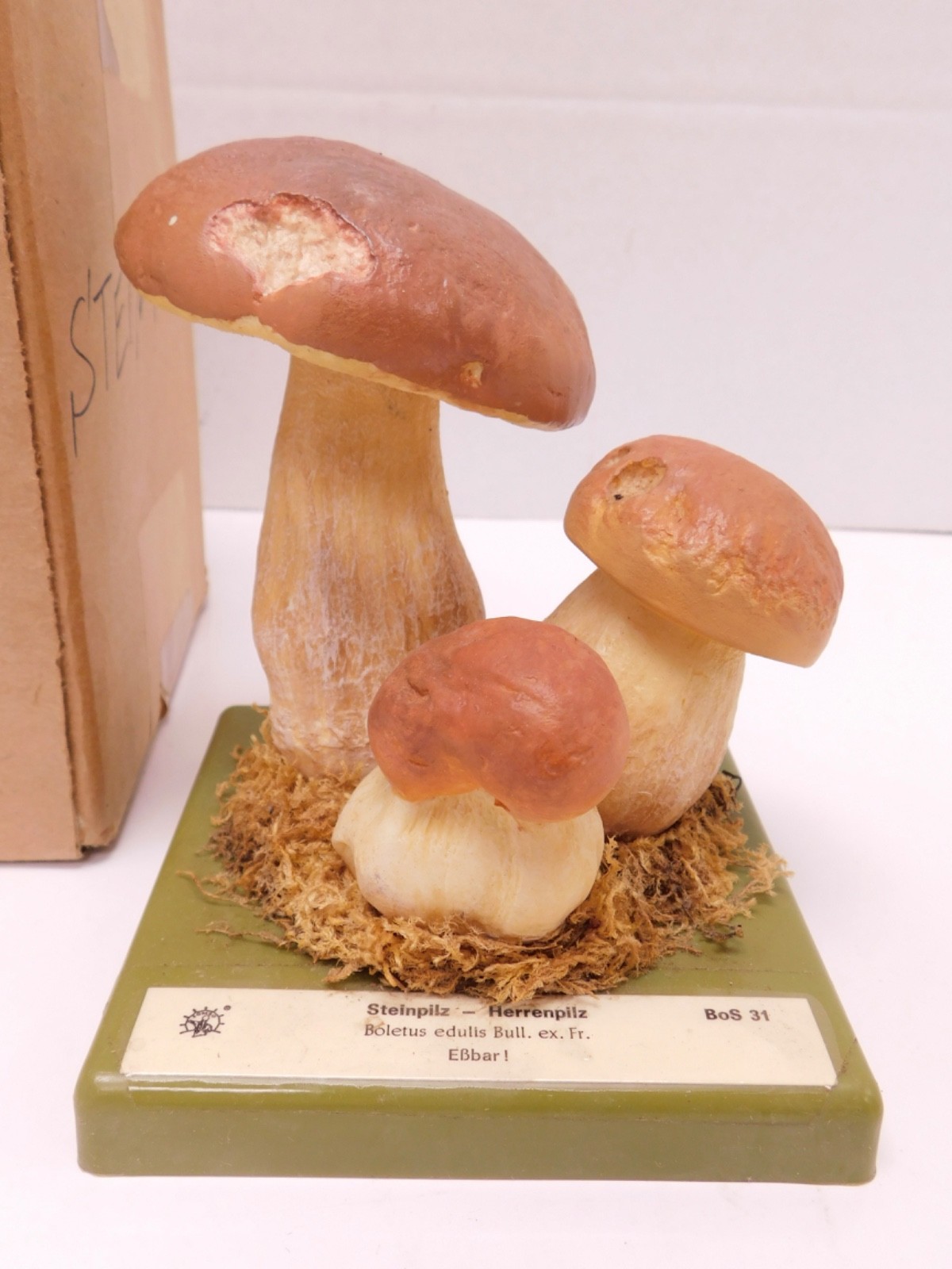 VTG SOMSO Steinpilz Mushroom Educational Model Germany Herrenpilz Stone w Box