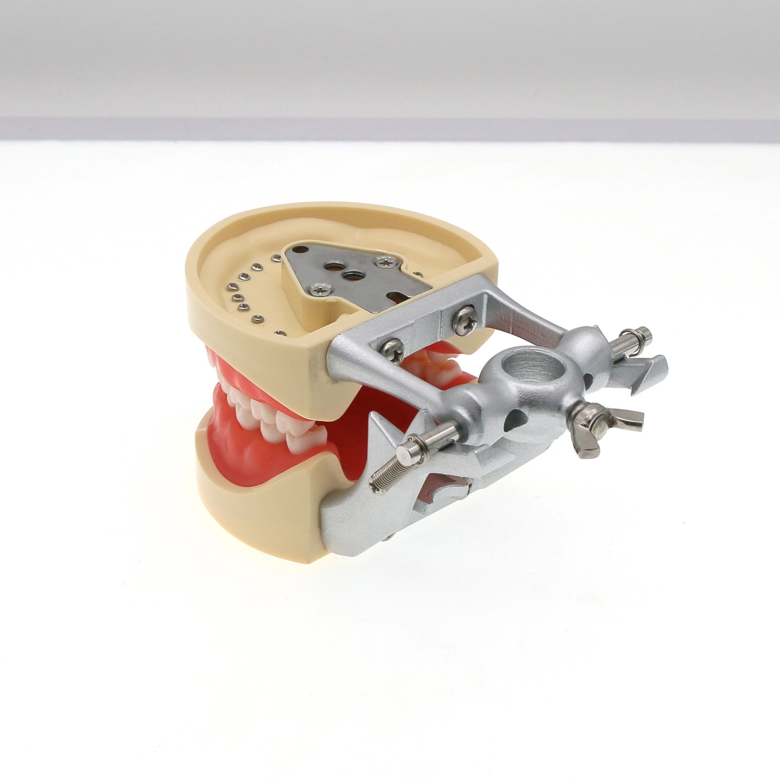 Dental Typodont Teeth Model fit Kilgore NISSIN 200/500 Type With Removable Teeth