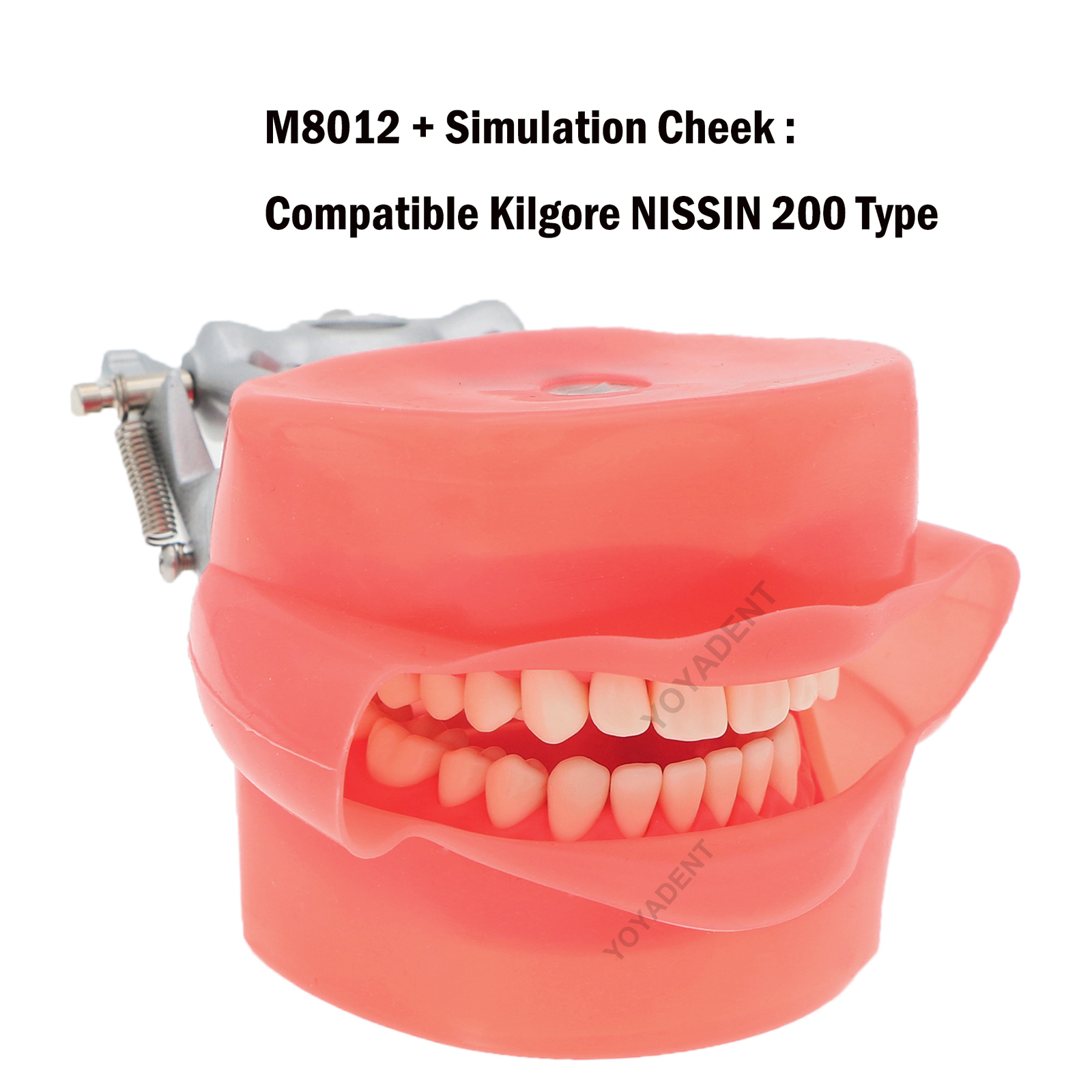 For Kilgore Nissin 200 500Typ Dental Teeth Model Removable Teeth Replacement Set