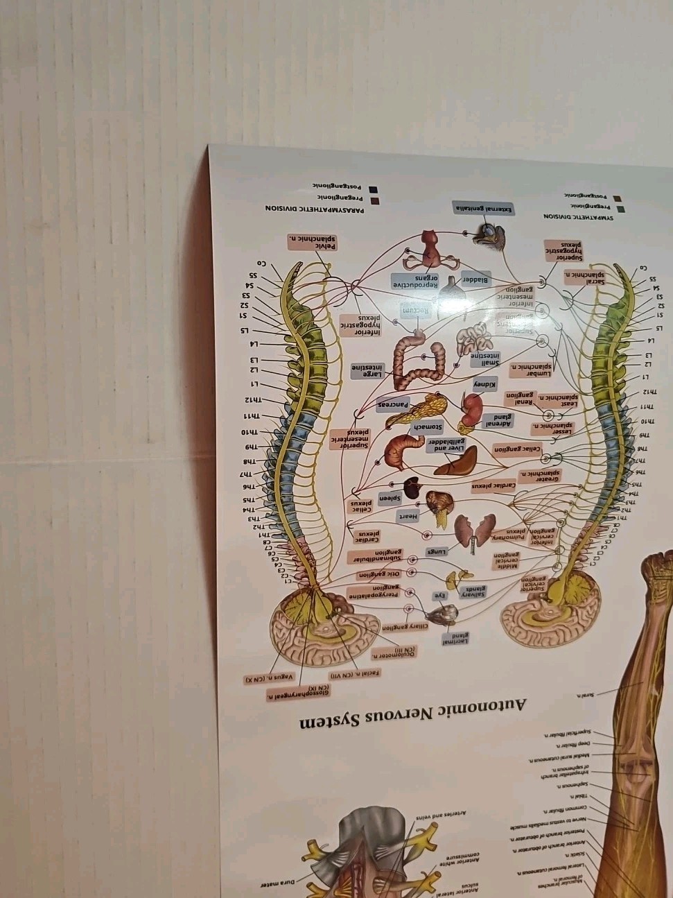 The Nervous System – 2 Sided Medical Poster 29.5″ x 17.5″ In. The Art Of Science