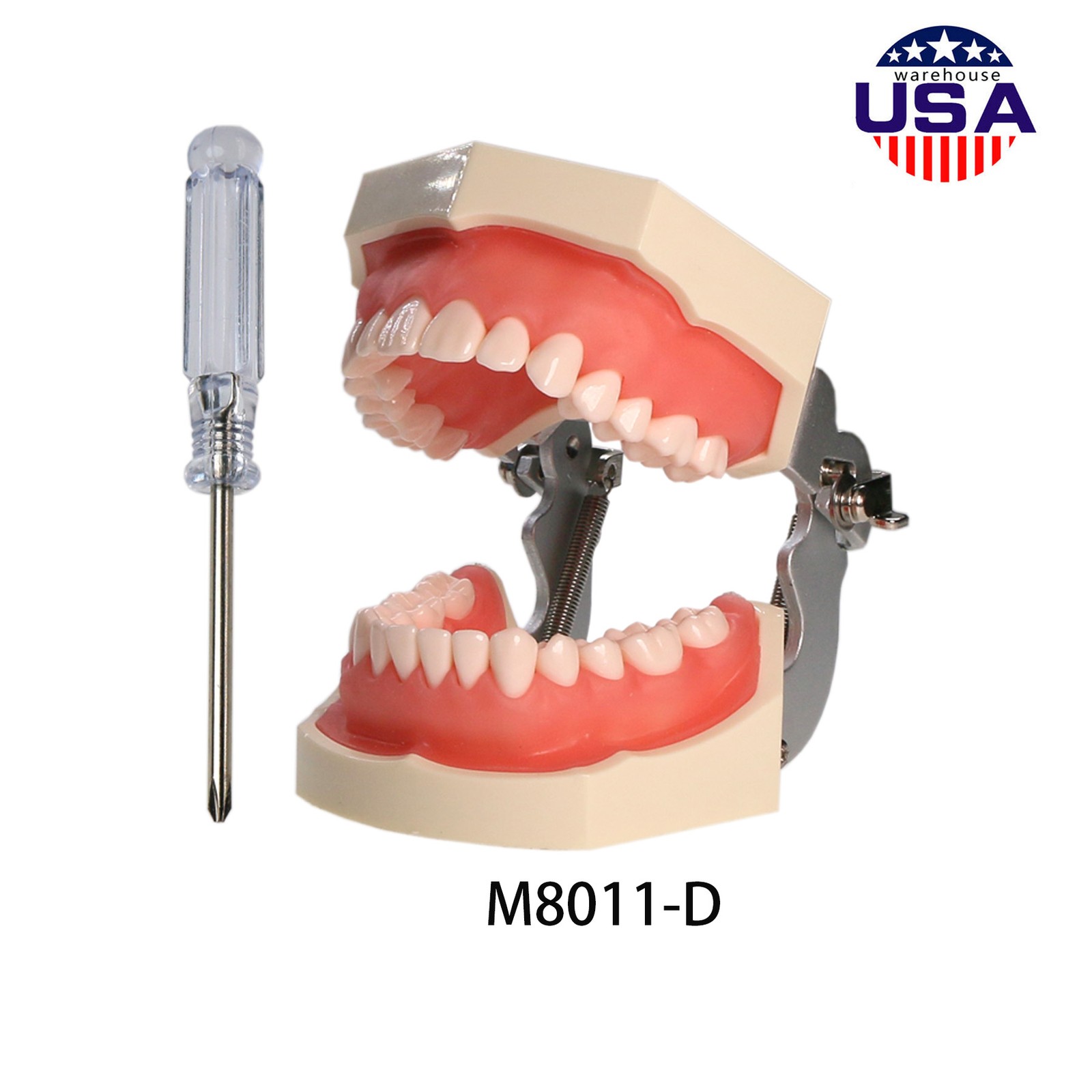 US Dental Overdenture/Implant/Orthodontic Typodont Ortho Training Teaching Model