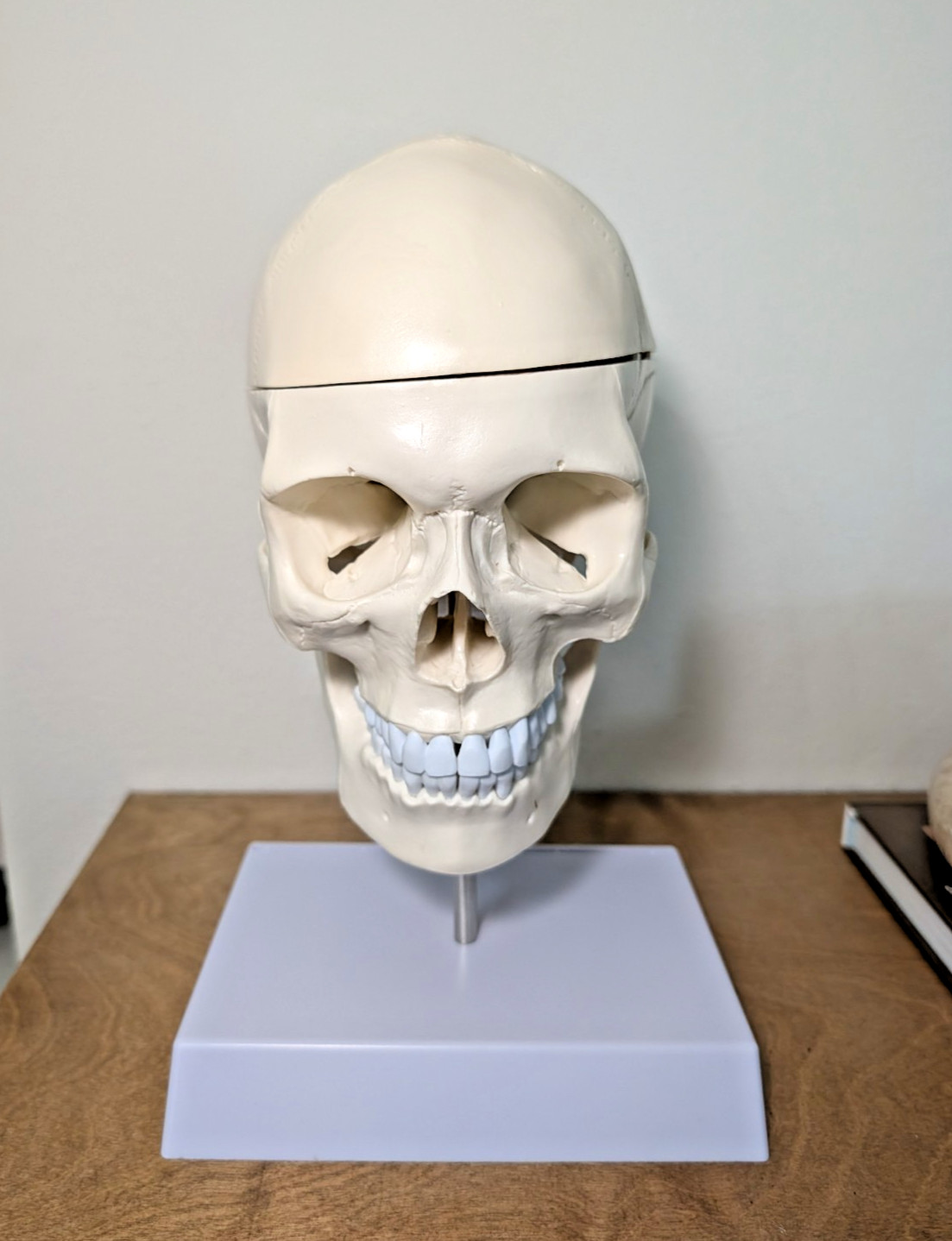 Human Skull with Brain and Cervical Vertebra Anatomical Model Life-Size Anatomy