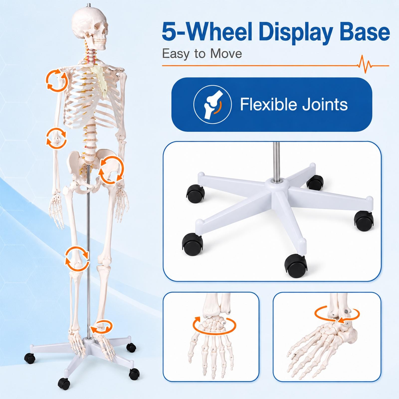 New Life Size Human Anatomical Anatomy Skeleton Medical Model, Stand