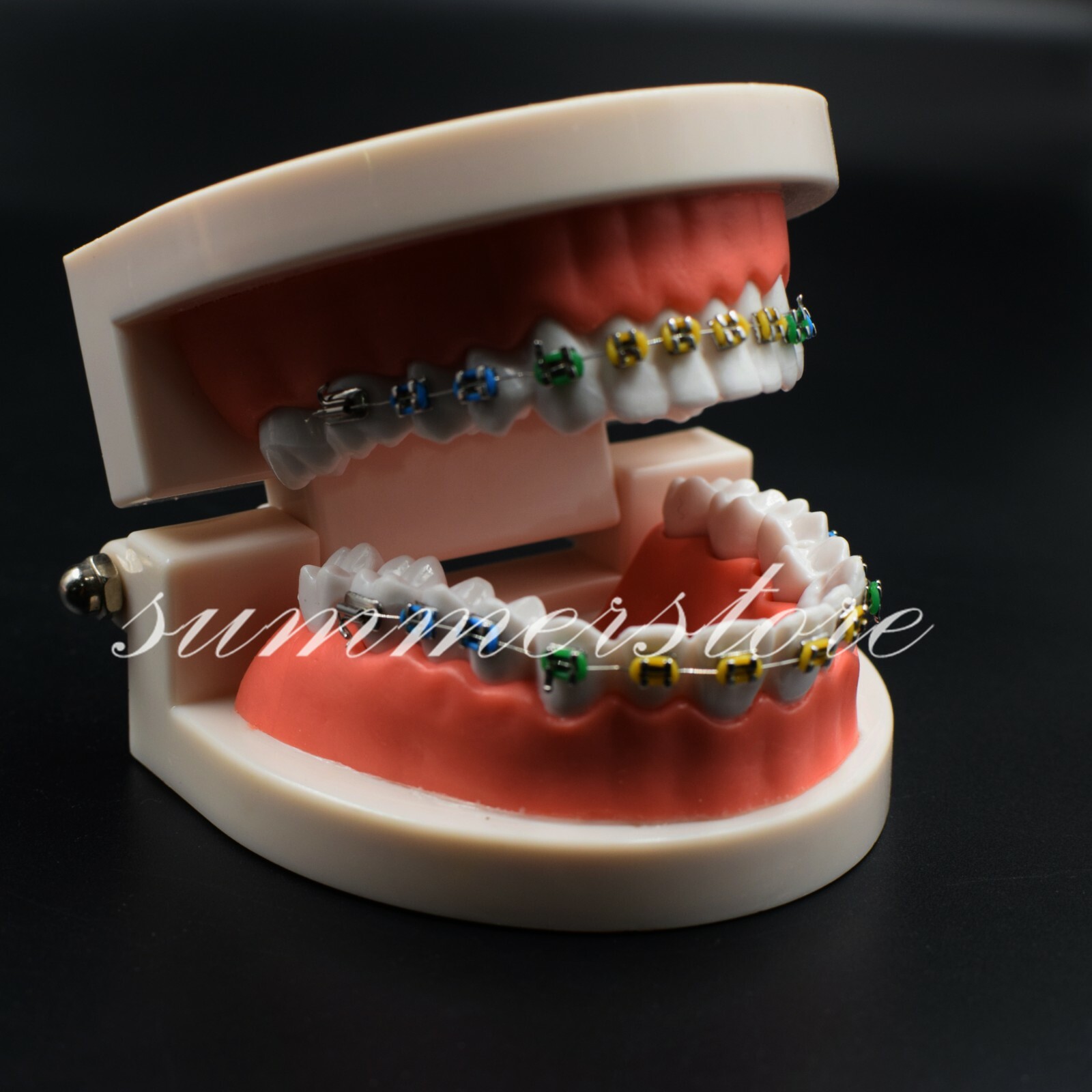 1x Dental Orthodontic Standard Teeth Model With Bracket&Buccal Tube&Ligature Tie