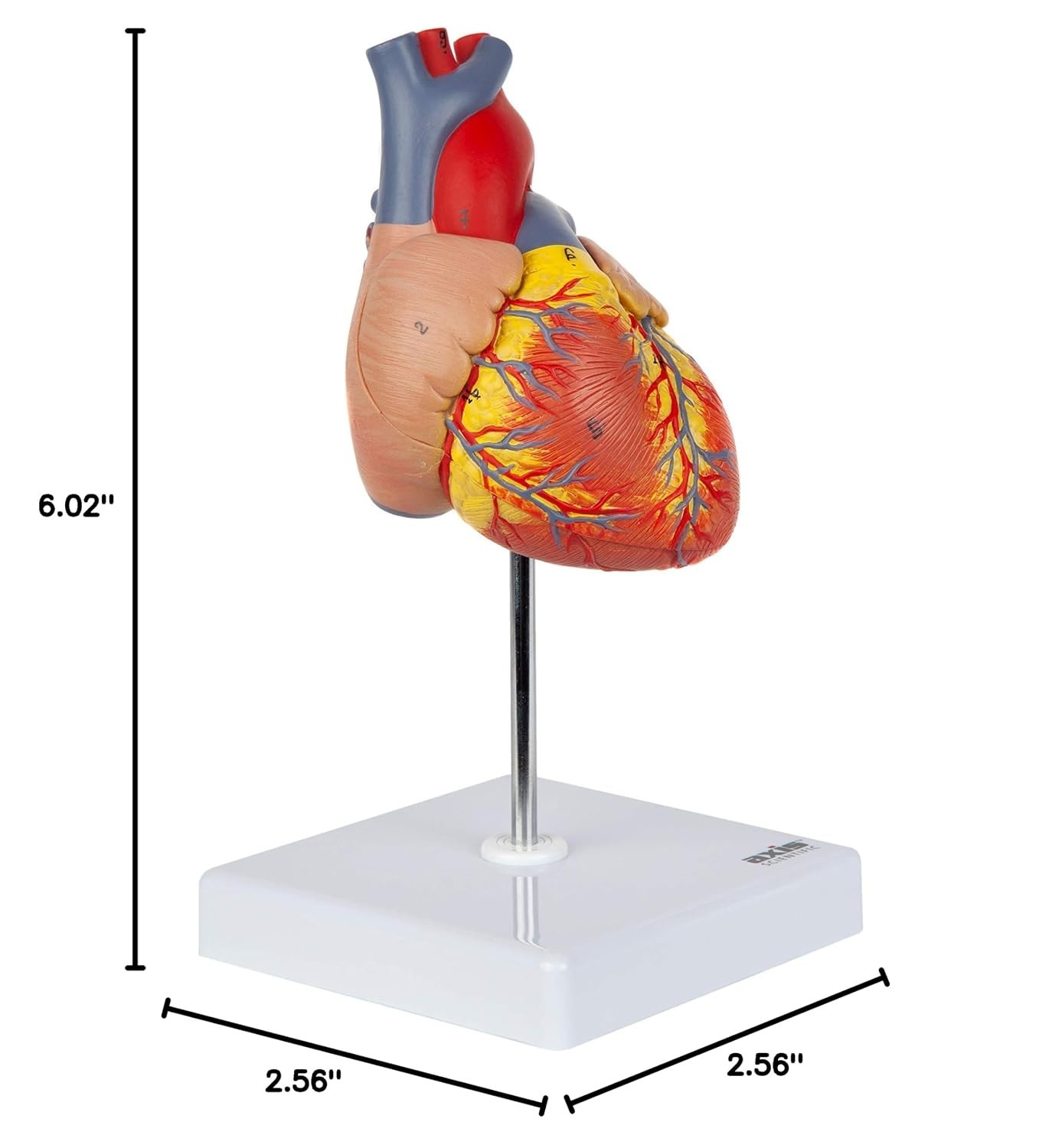 Professional Medical Heart Model with Study Guide