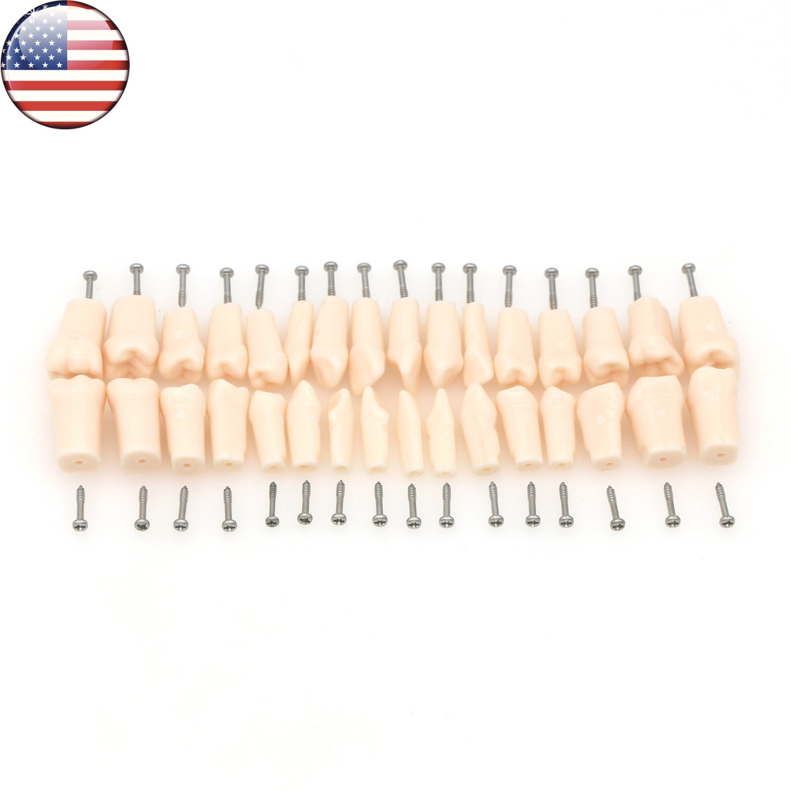 Kilgore Nissin 200 Type Dental 32pc Typodont Model Removable Teeth Mounting Pole