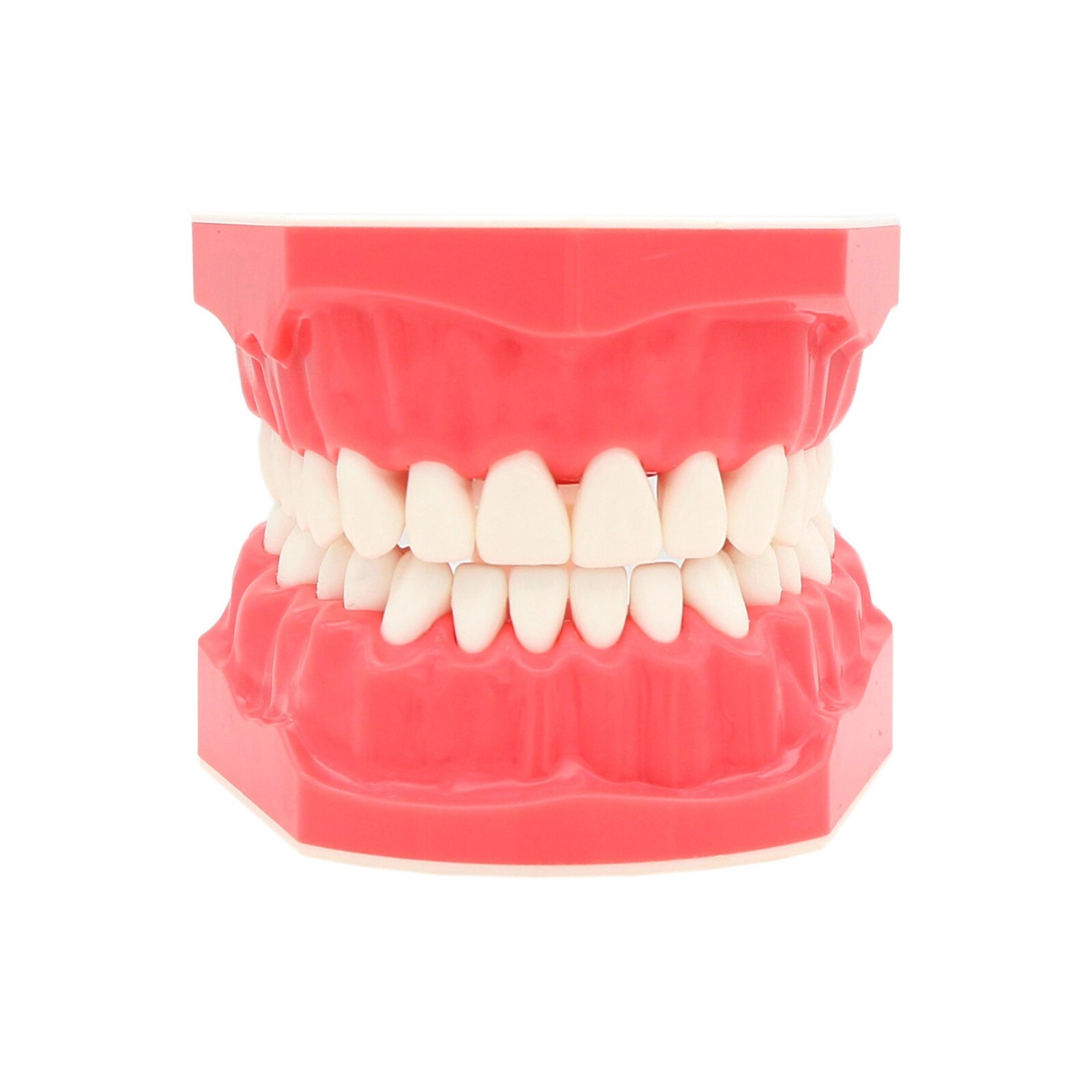 Dental Teeth Model Brushing Flossing Practice Studying Teaching Model M7010-1