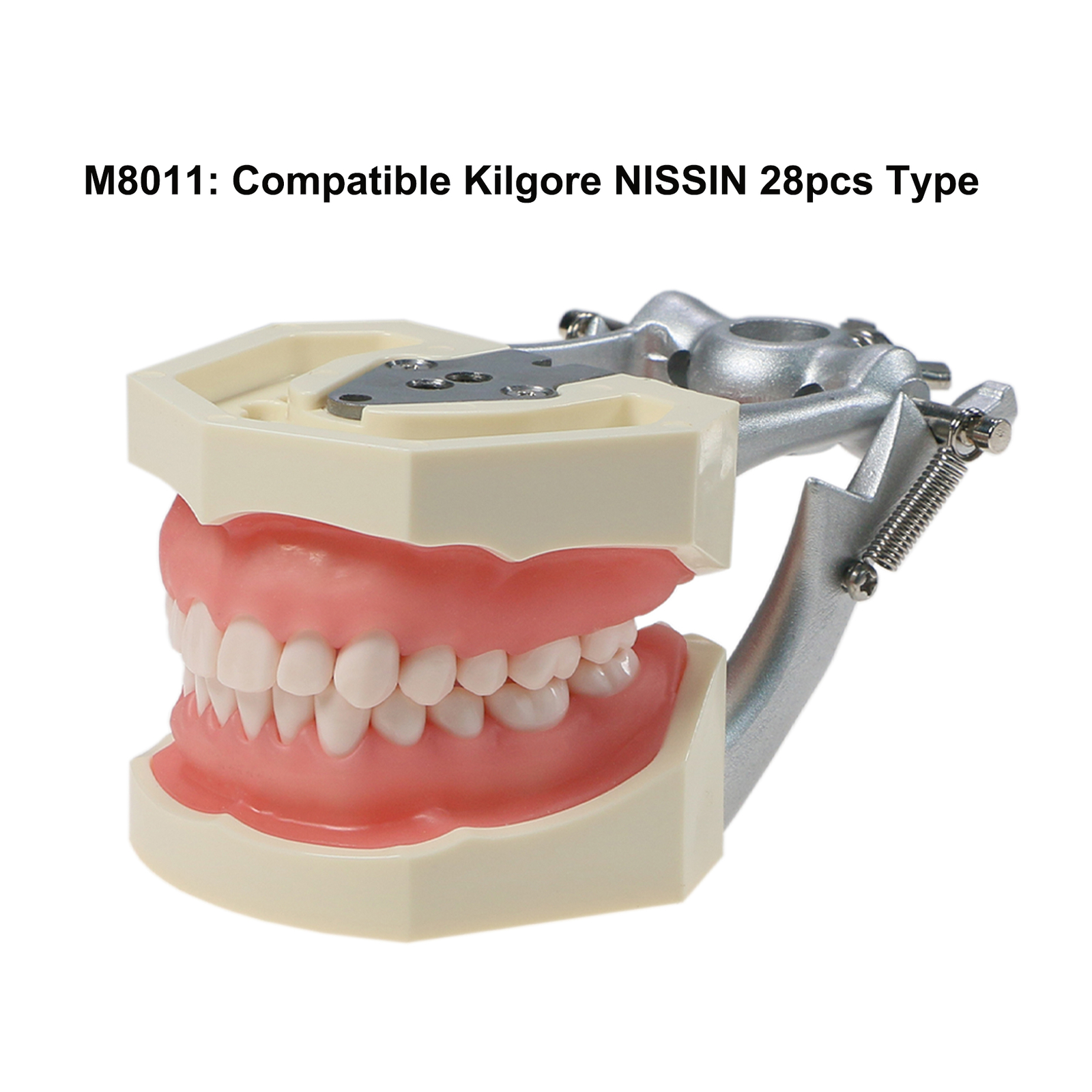 Dental Typodont Model With Screw-in Removable Teeth Kilgore NISSIN 200/500 Type