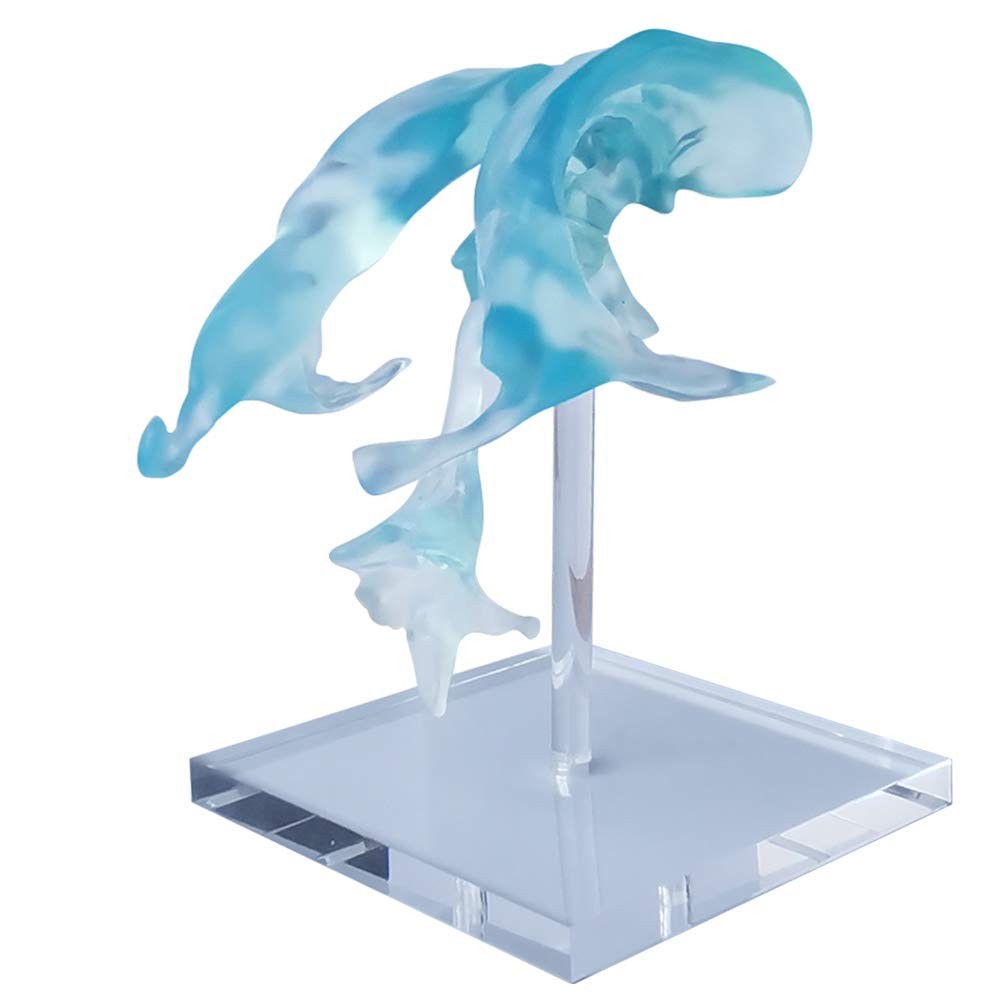 EVOTECH SCIENTIFIC Human Brain Ventricles Model for Medical Transparent