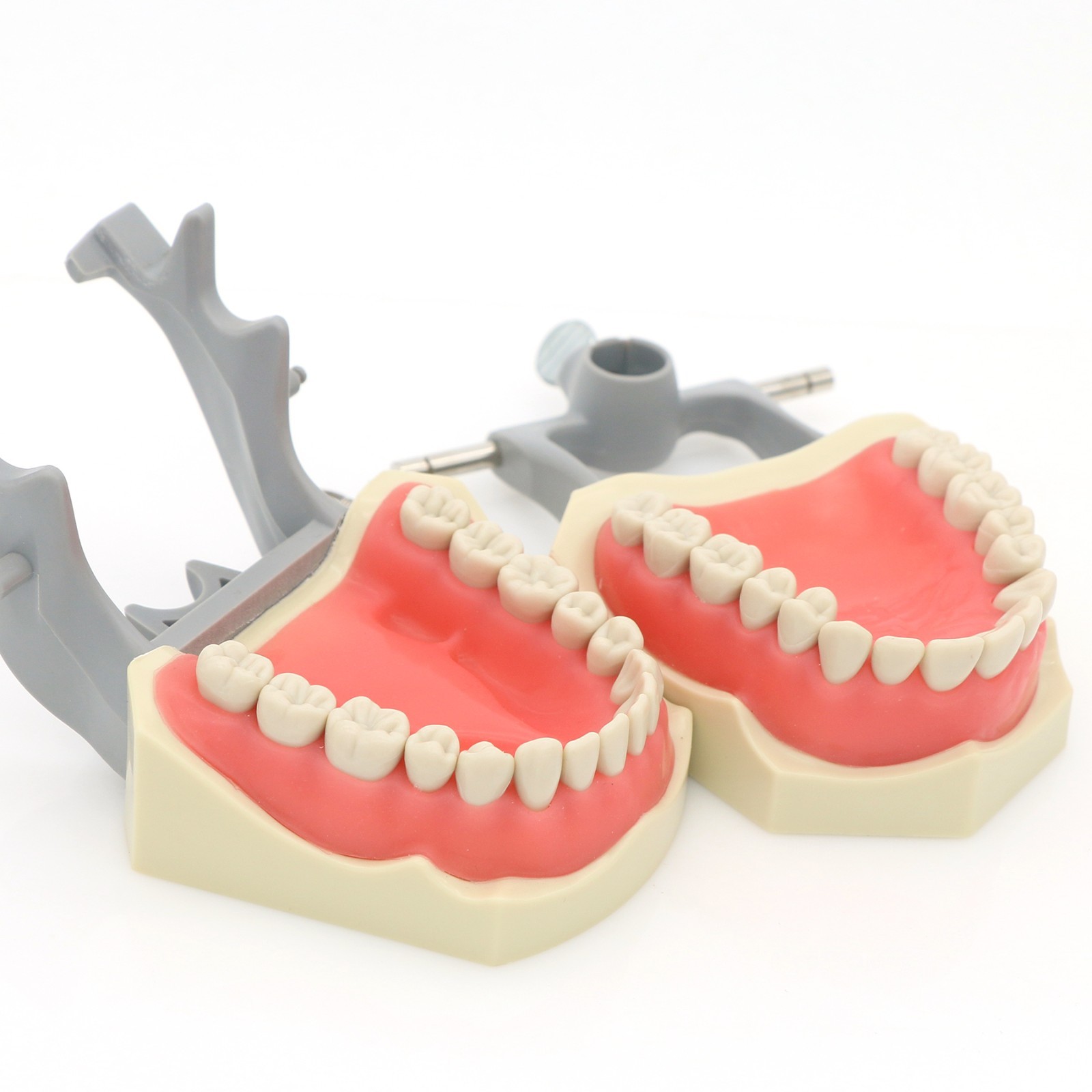 US Dental Typodont Model Mounting Pole Compatible with Columbia/Kilgore/Nissin
