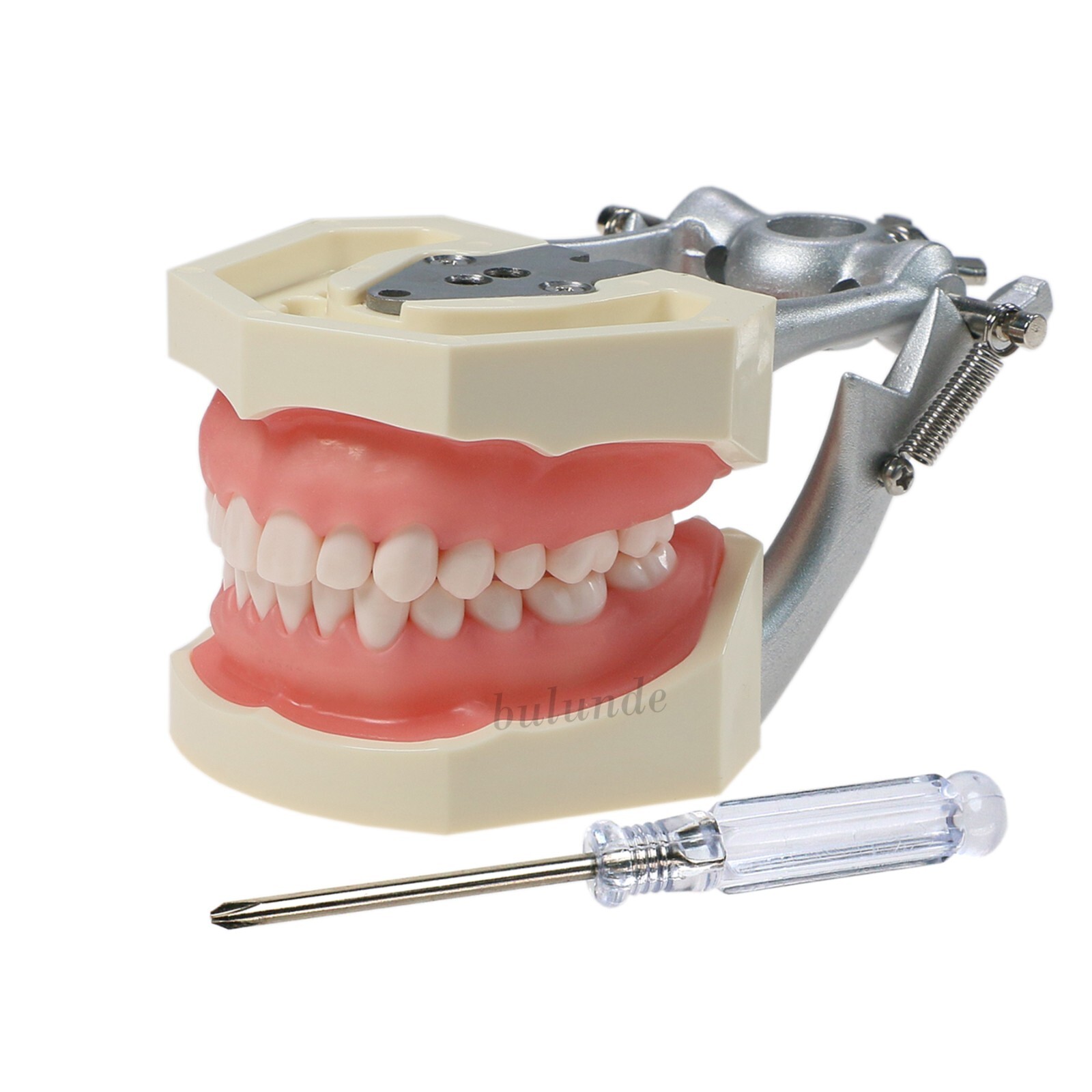 Dental Kilgore NISSIN 28/32 Pcs Type Teeth Typodont Model With Removable Teeth