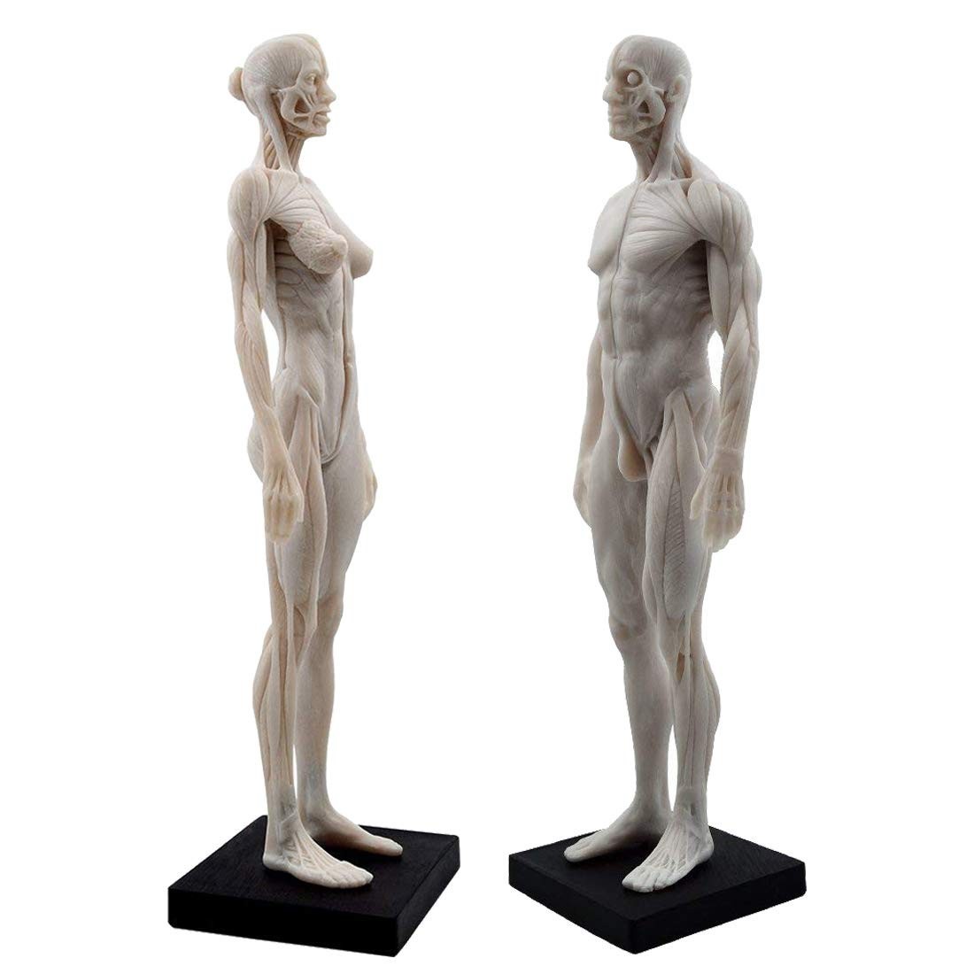 Human Anatomical Model Art Mannequin Musculoskeletal Structure Male+Female US
