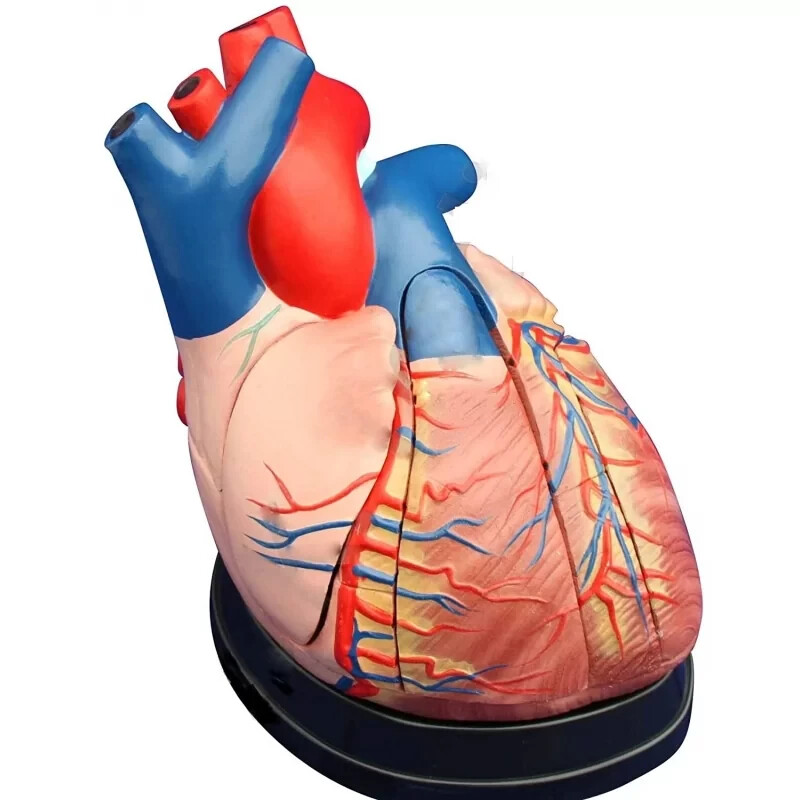 Human Heart Anatomical Jumbo Model (Made In India)