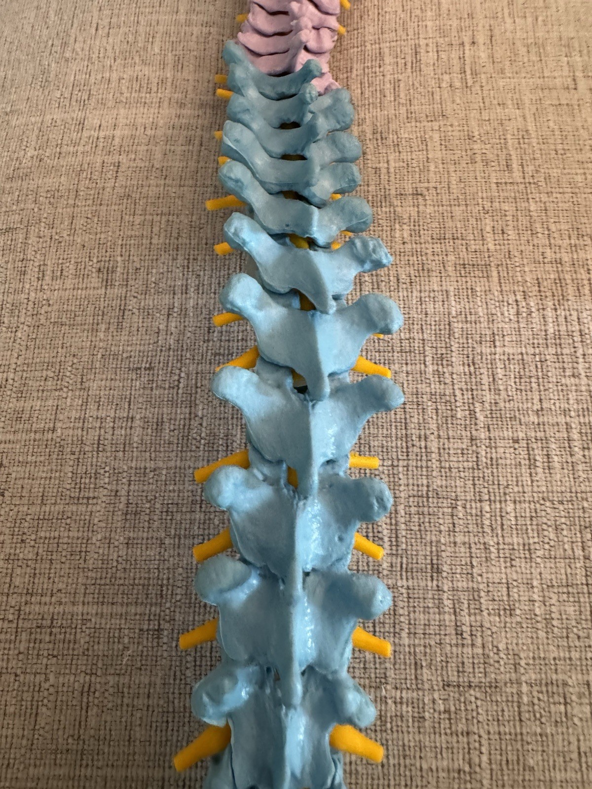 Life Size Human Spine Pelvis Skull Anatomical Model Medical Teaching 35 Inch