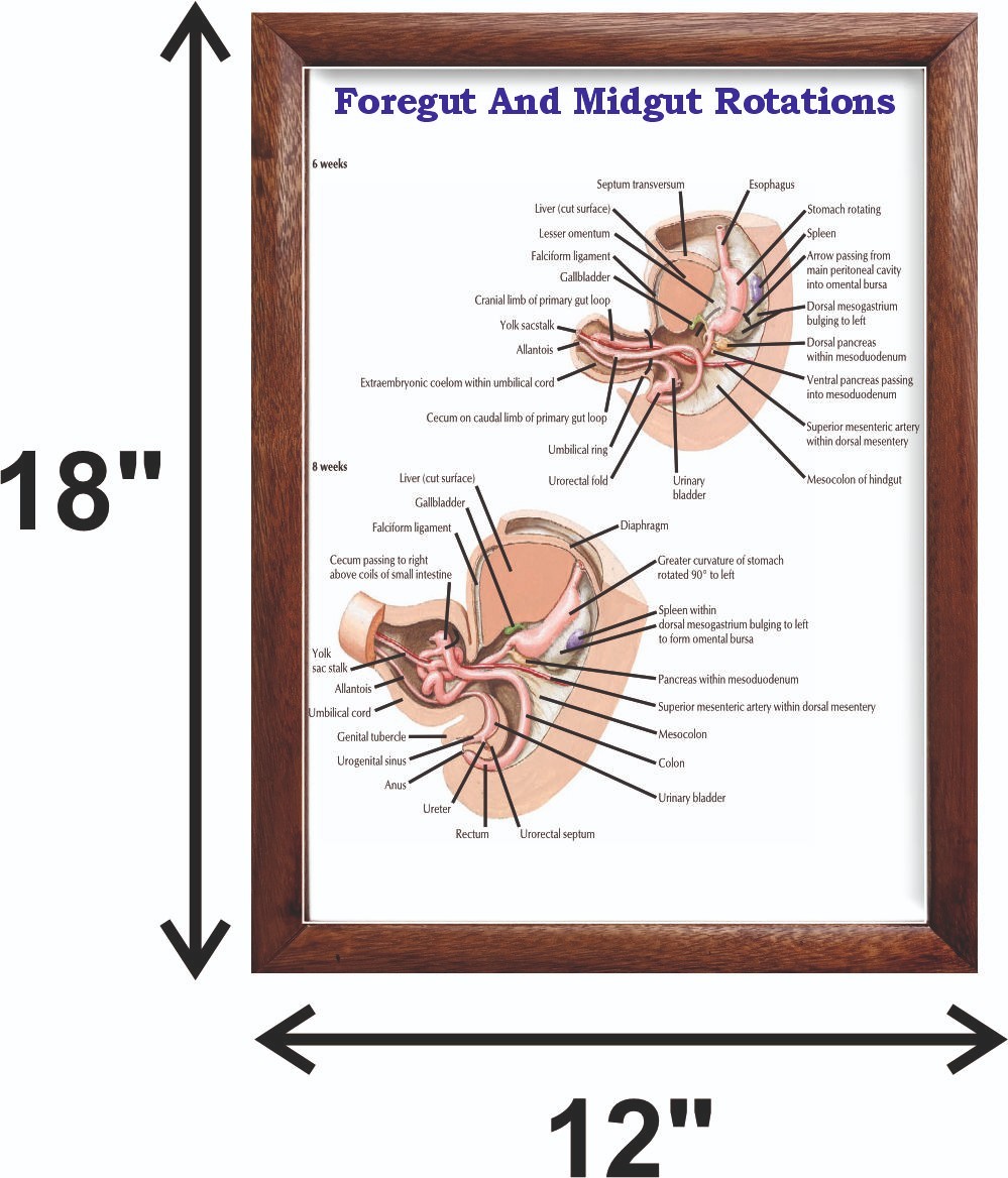 Foregut And Midgut Rotations Chart 12×18 inches