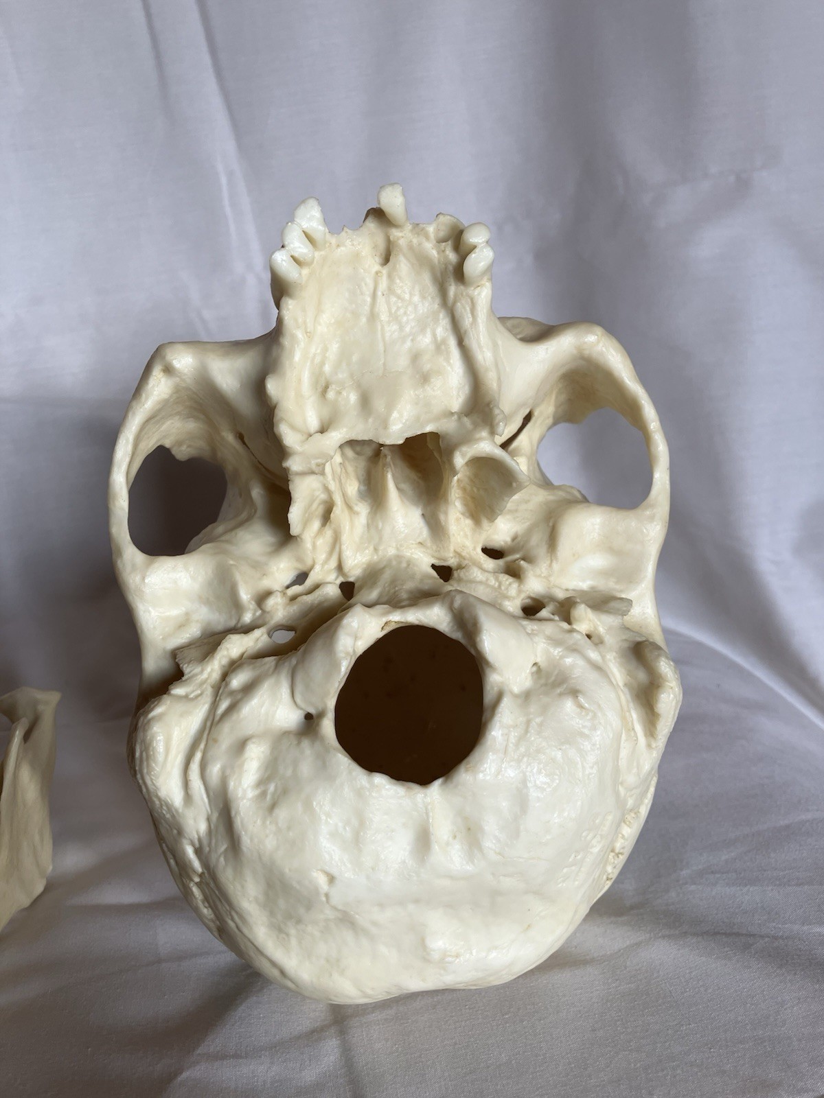 Bone Clones BC 213 Human Skull American Indian female – discontinued