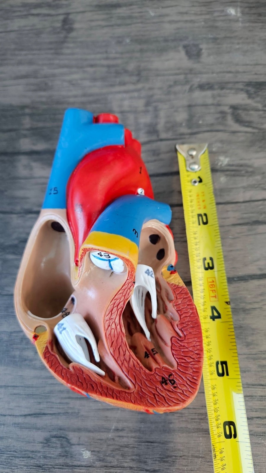 Human Heart Model, Anatomically Accurate Numbered (MISSING STAND) R52