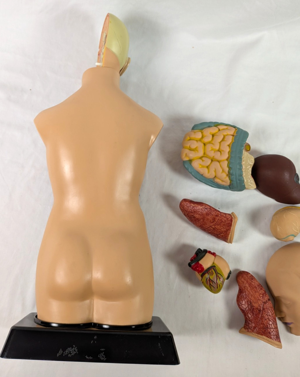 Human Torso 20” Model Medical Human Anatomy Body Educational Science Edu Toys