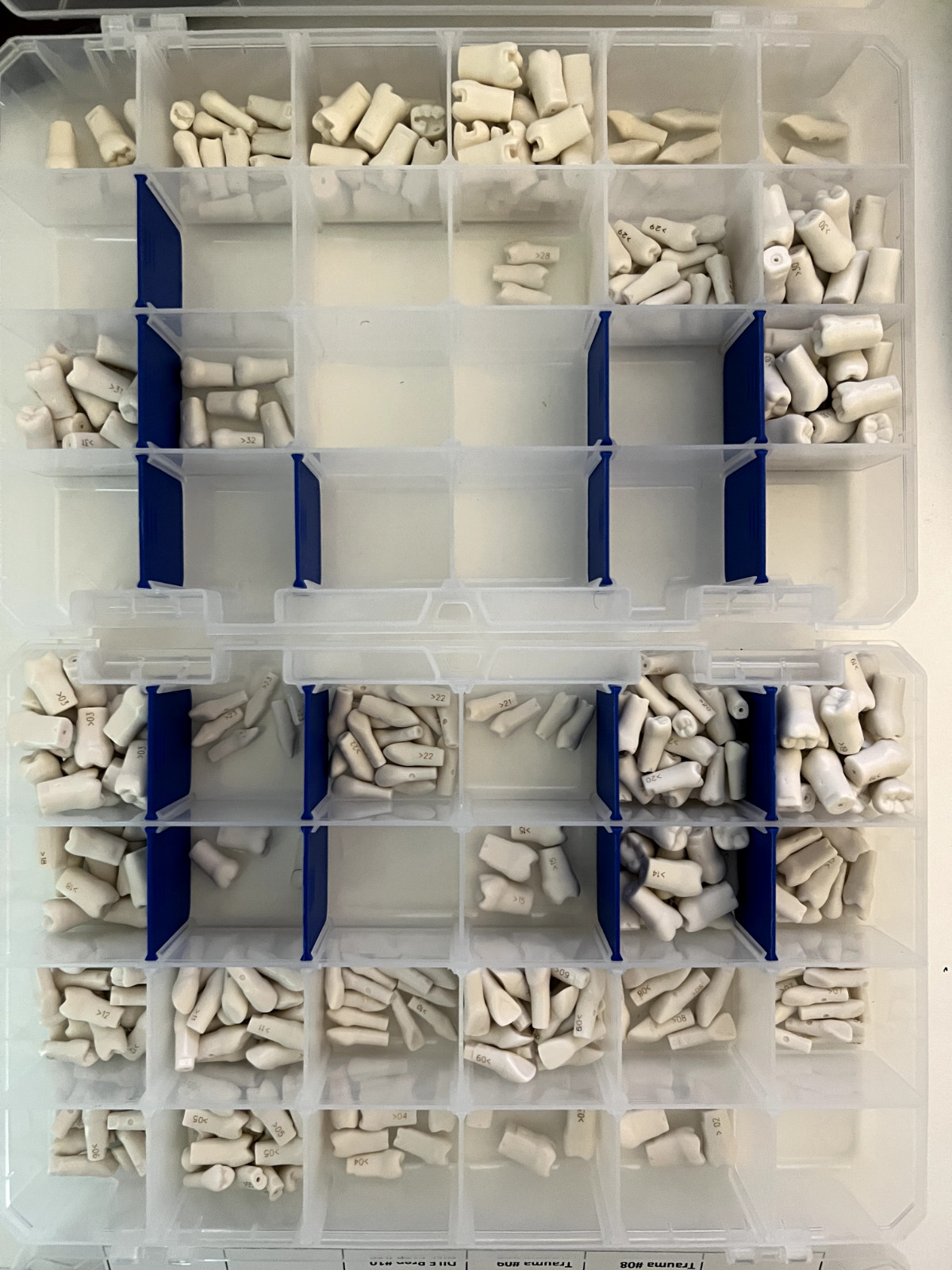 Individual Replacement Teeth For Acadental ModuPRO Typodont