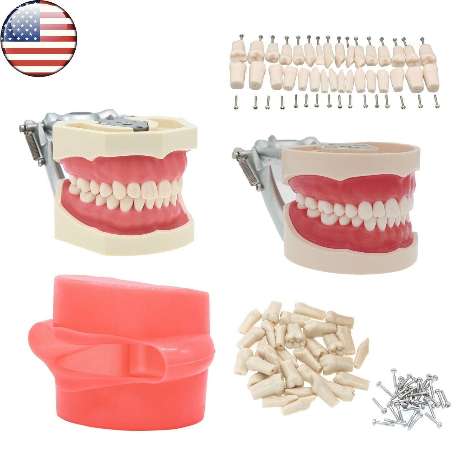 Dental Screw-in Teeth Typodont Model Kilgore NISSIN 200/500 Type With Removable