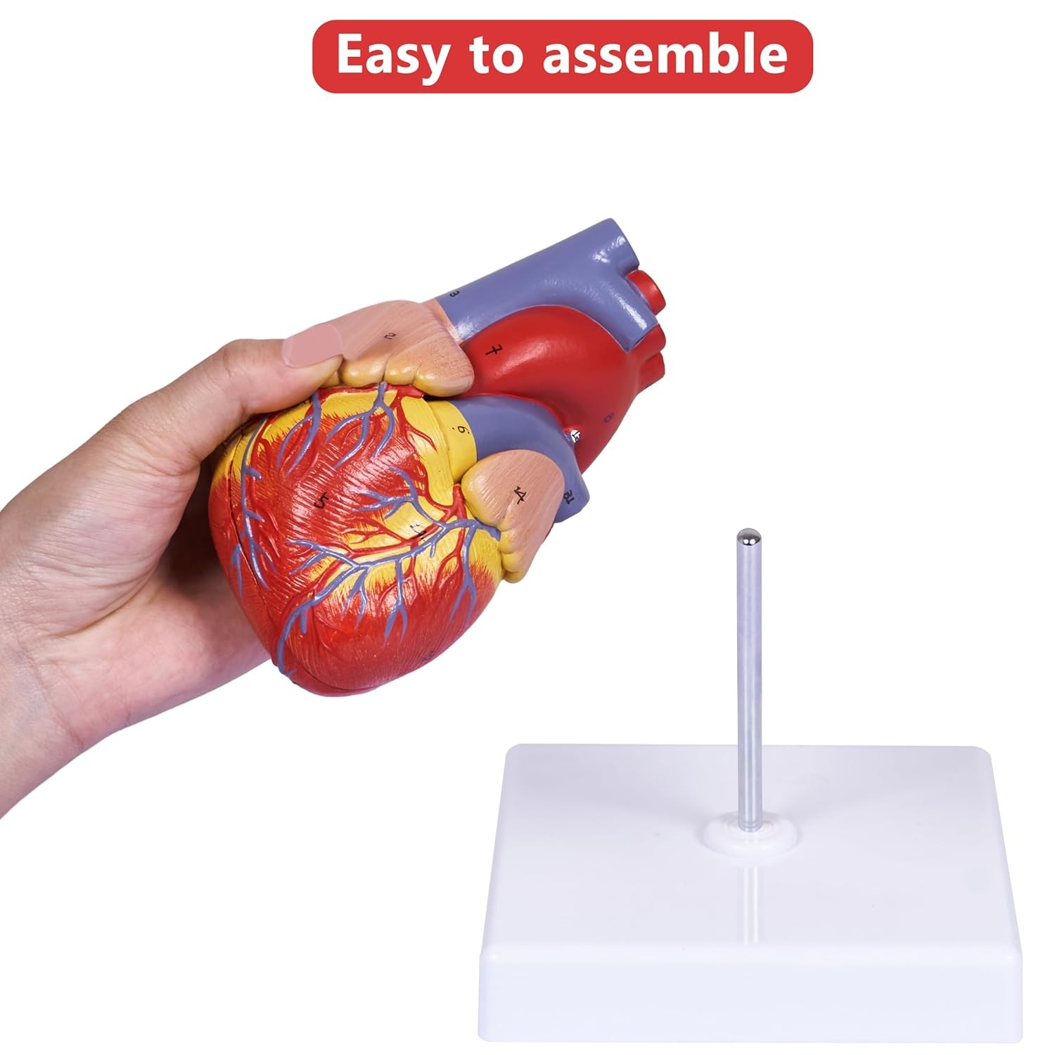 breesky Scientific Human Heart Model 2-Part Life Size Replica…