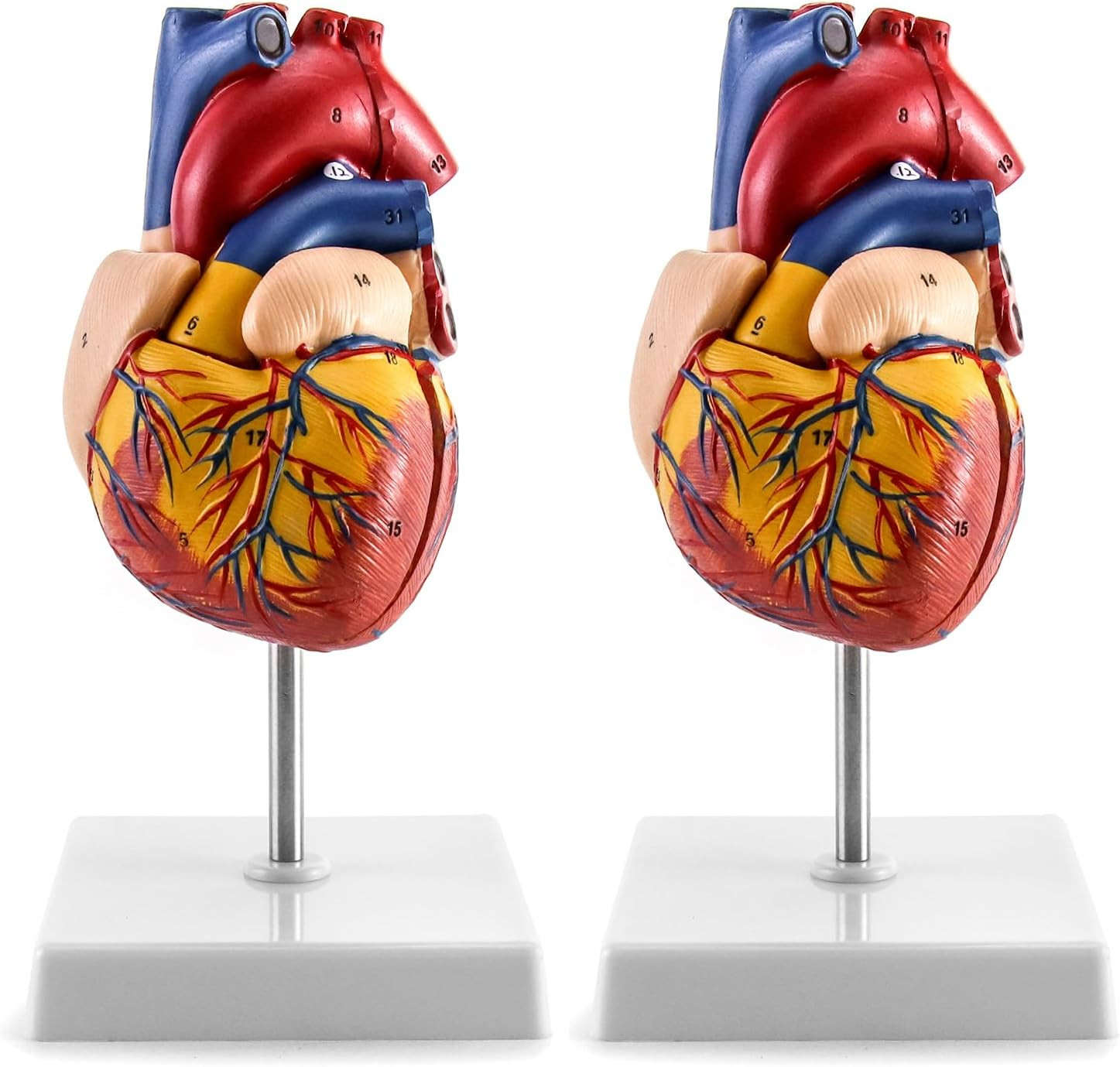 2 Pack Life Size Human Heart Model 2-Part 34 Structures PVC Anatomy Display Base