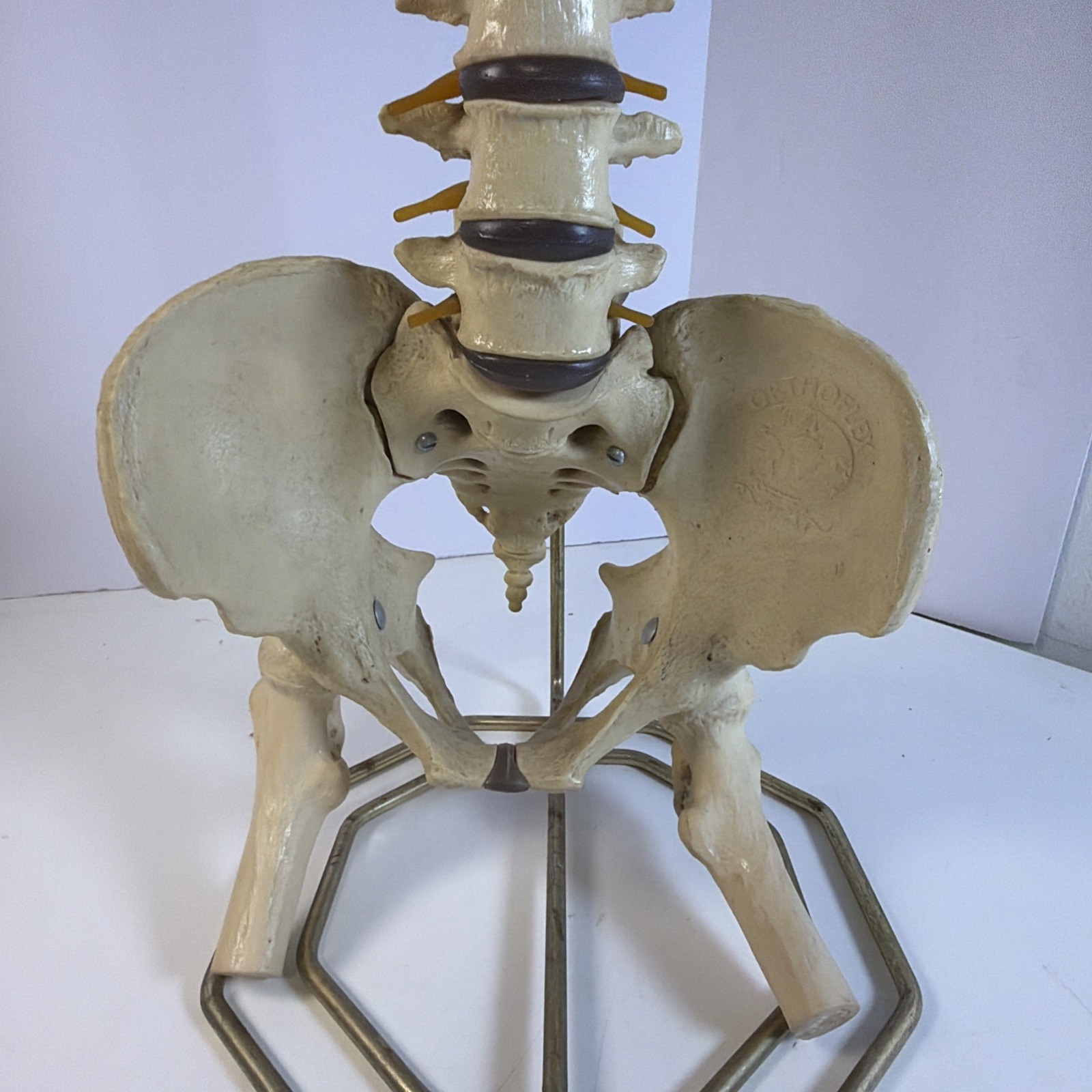 Vintage ORTHOFLEX Human Pelvis Vertebrae Skull Base Spinal Nerve Cord Spine