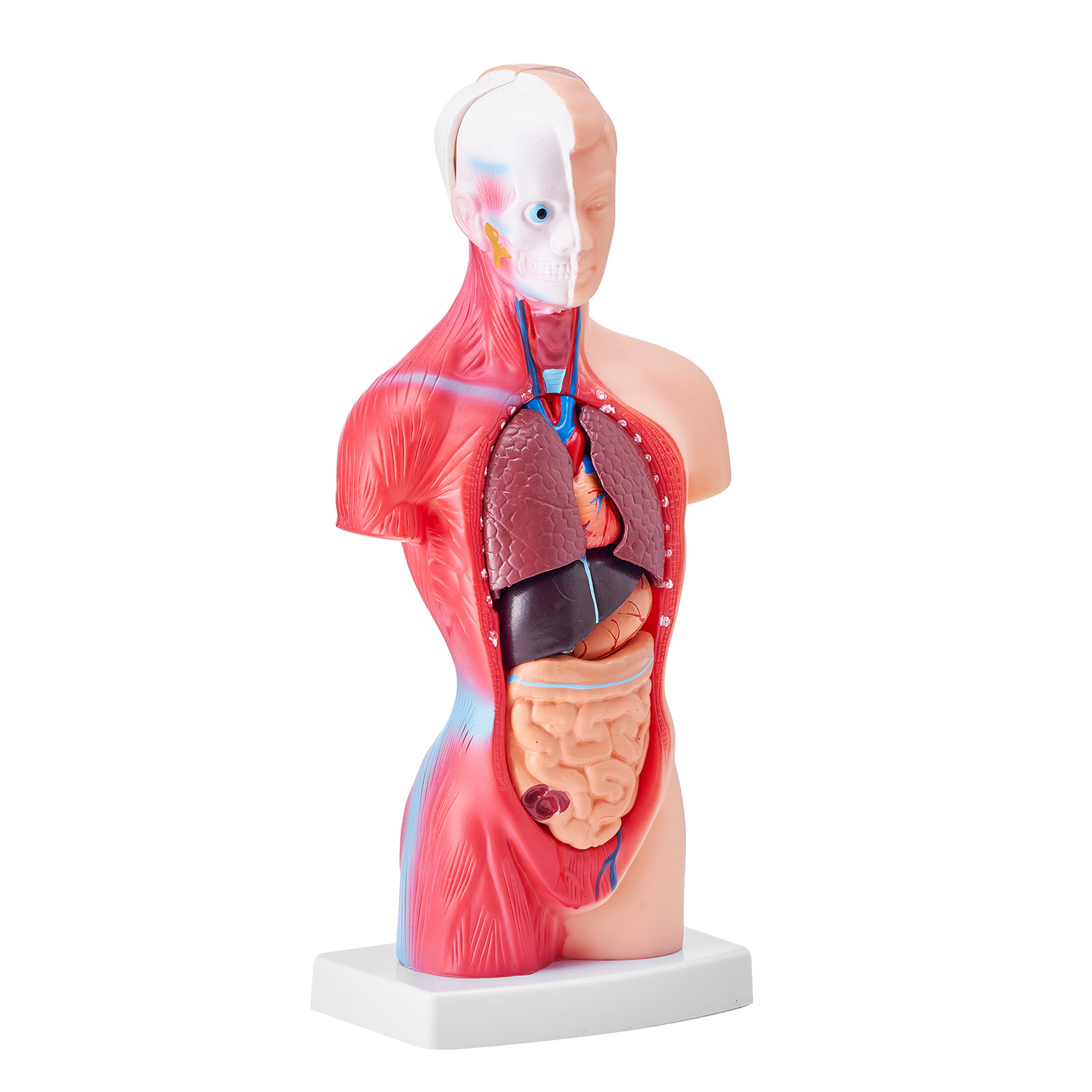 VEVOR Anatomical Human Torso Body Model Anatomy Internal Organ 11″ 15 Parts