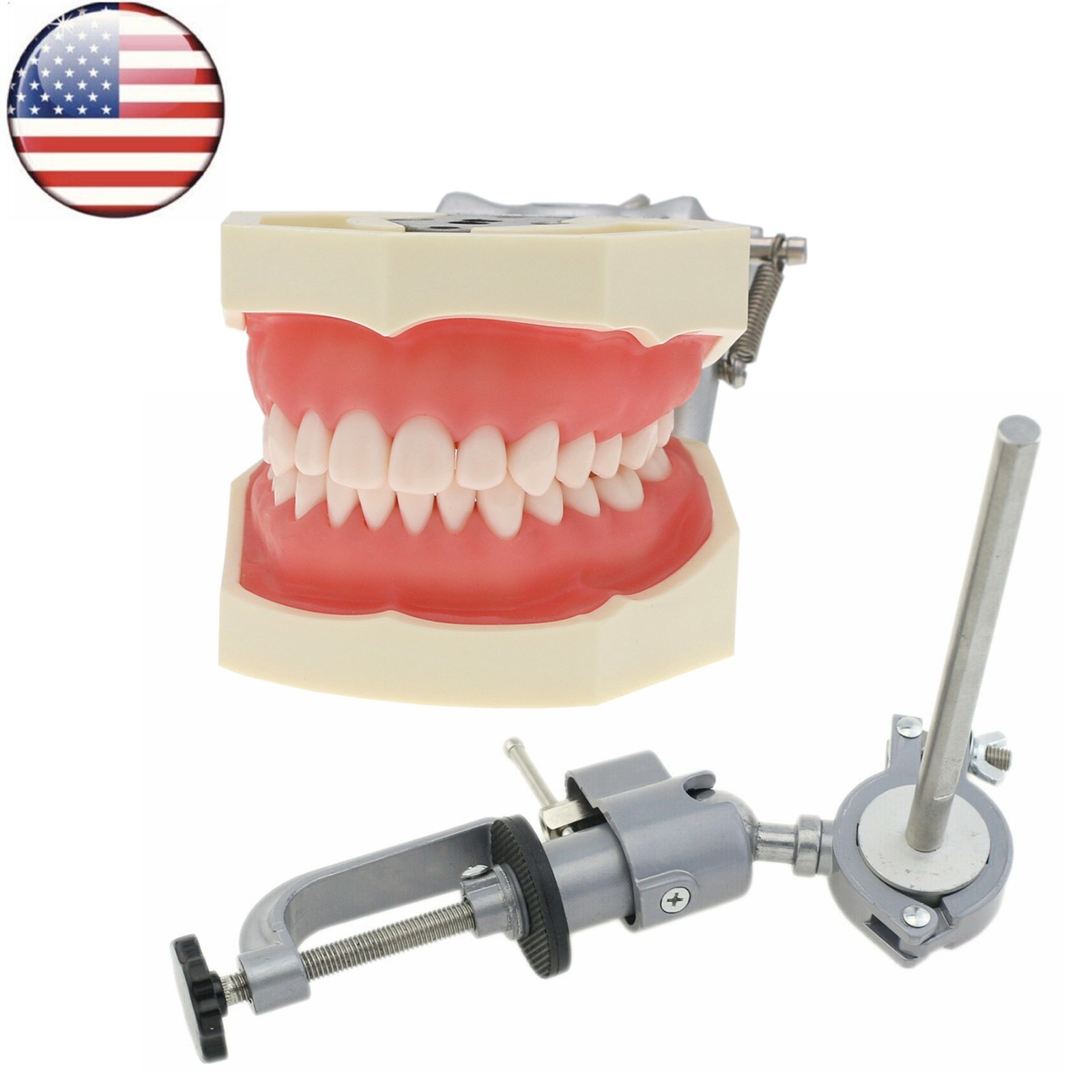 Kilgore NISSIN 200/500 Type Dental Typodont Model With Screw-in Removable Teeth
