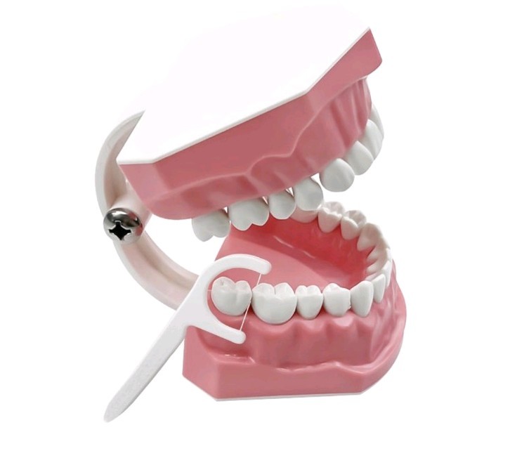 Hinged Dental Typodont Teeth Model with Toothbrush 1.5 Times Large