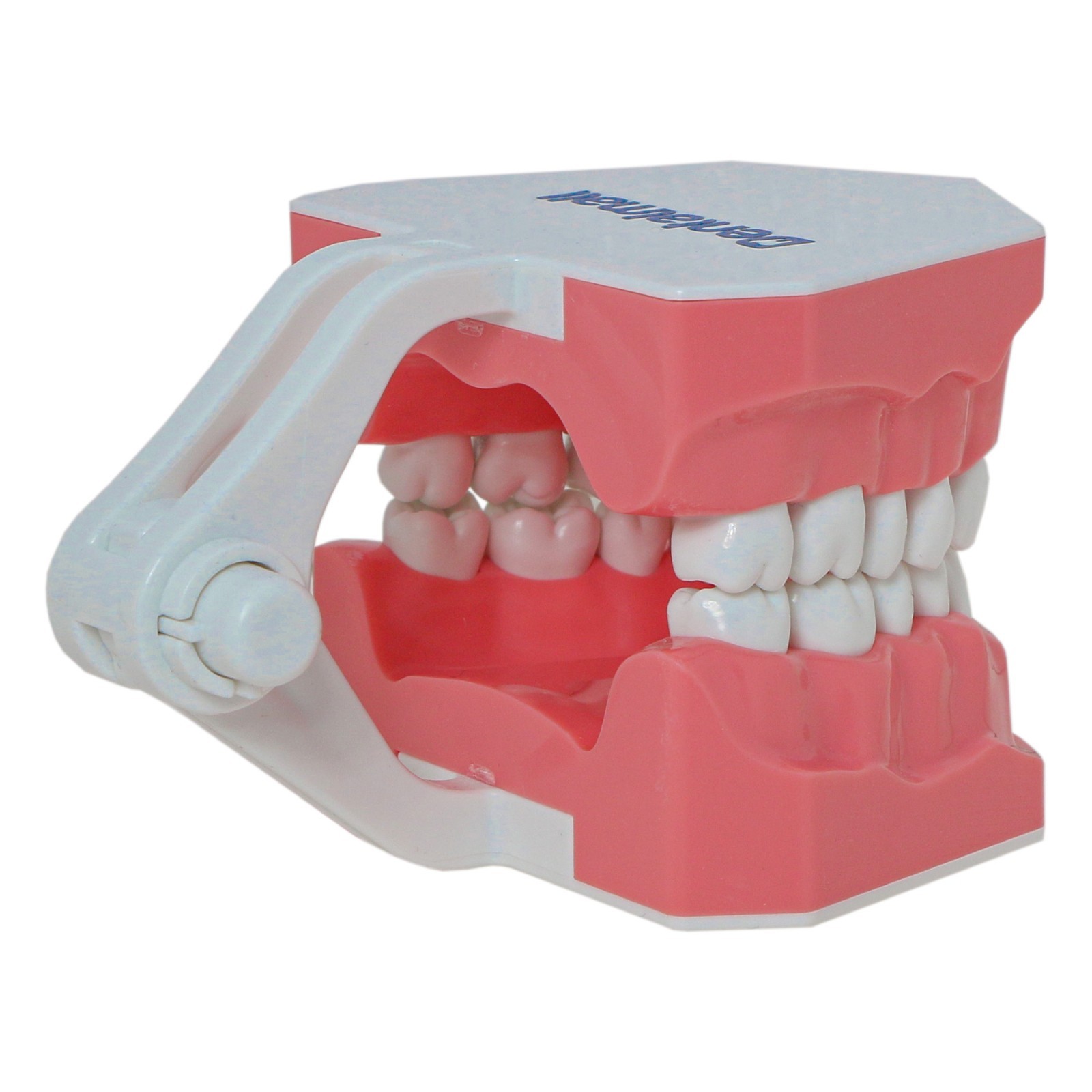 US Dental Teeth Typodont Model for Brushing Flossing Practice Teaching Study