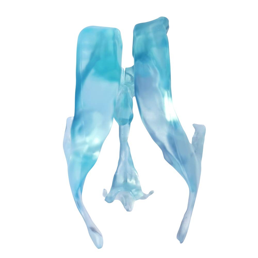 EVOTECH SCIENTIFIC Human Brain Ventricles Model for Medical Transparent