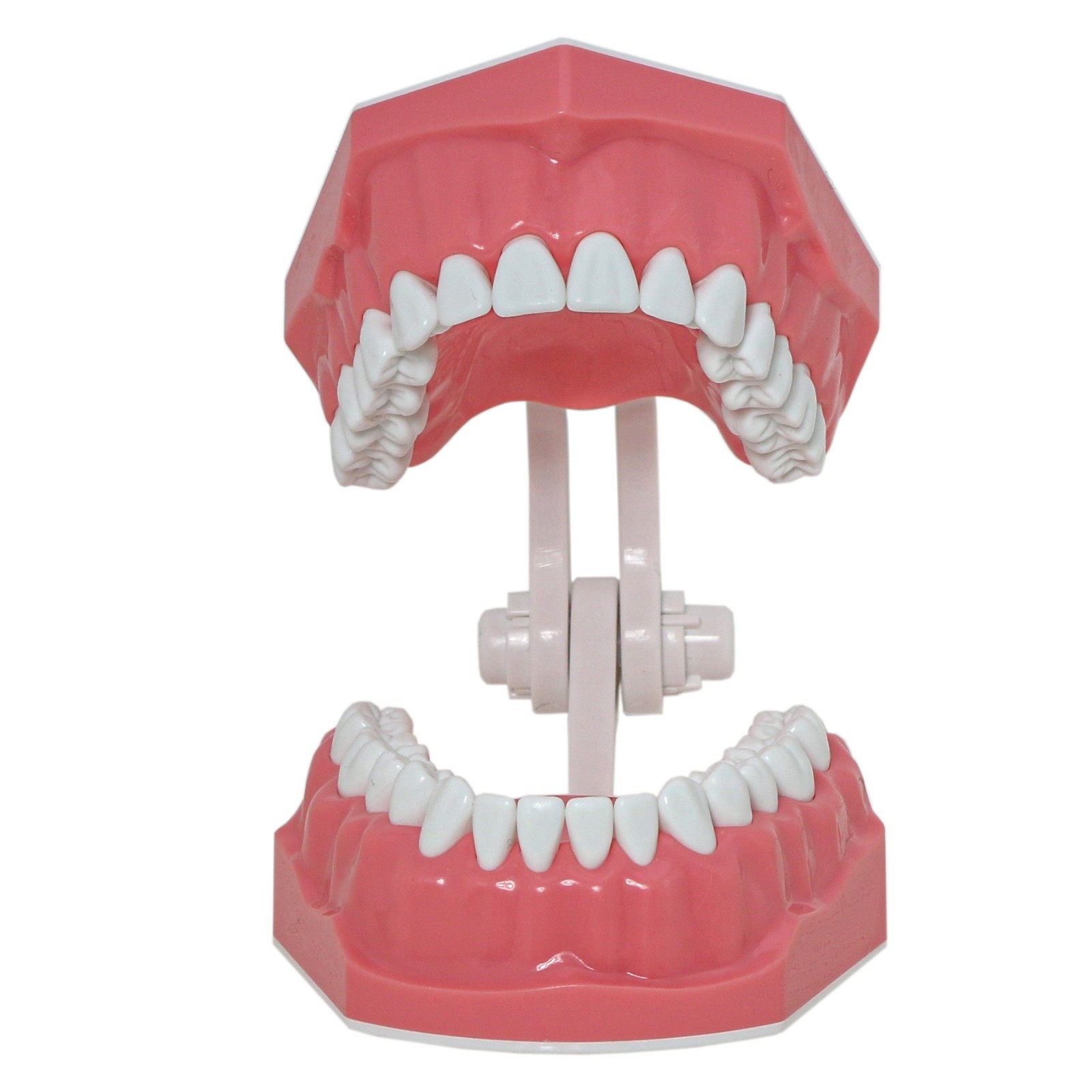 US Dental Orthodontic Model Brushing Flossing Practice Teeth Model with Brackets
