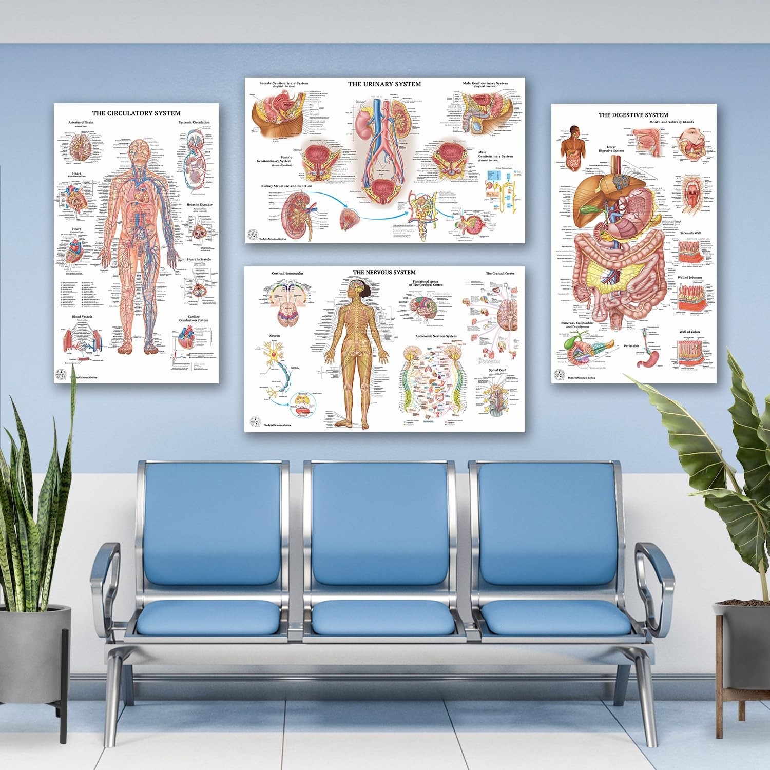 17 Human Anatomy Posters for Classroom & Office – 18×30 Medical Charts