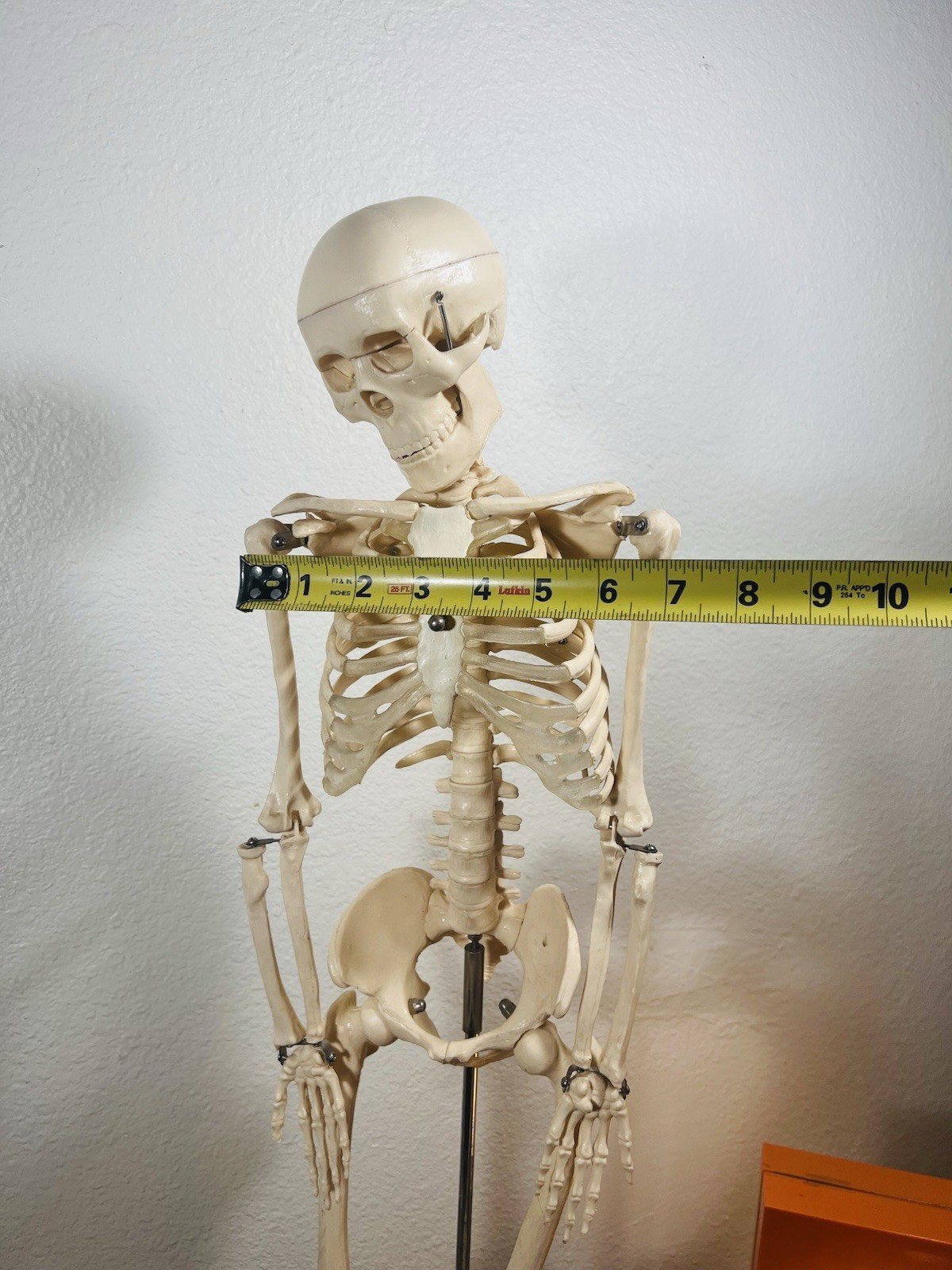 Human Anatomical Anatomy 33.5” Flexible Plastic Skeleton Medical Teaching Model