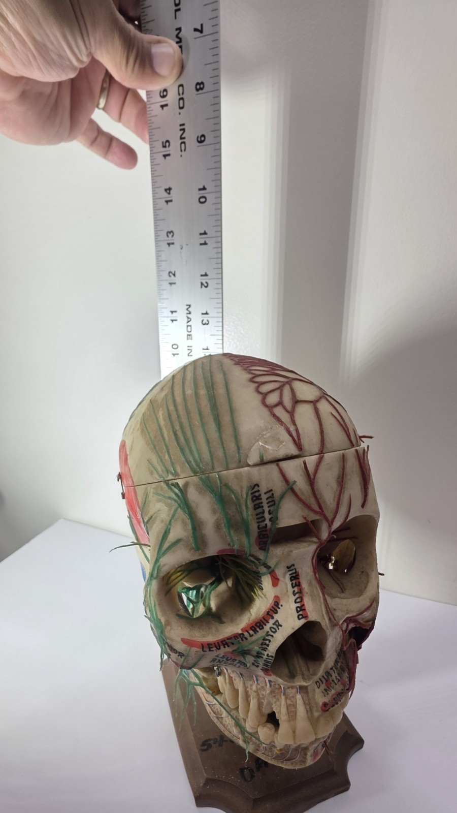 Antique Medical Plastic Lab Anatomical Science Human Skull Model Spring Mandible
