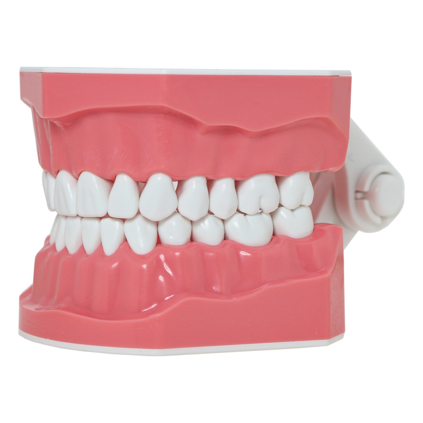 Dental Brushing Flossing Practice Teeth Typodont Model Teaching Studying M7010-1