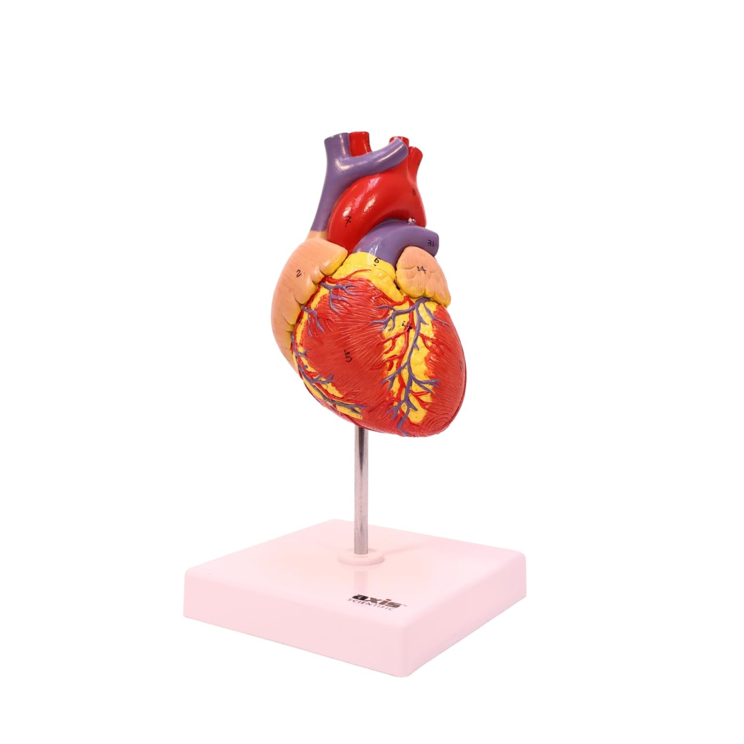 Professional Medical Heart Model with Study Guide