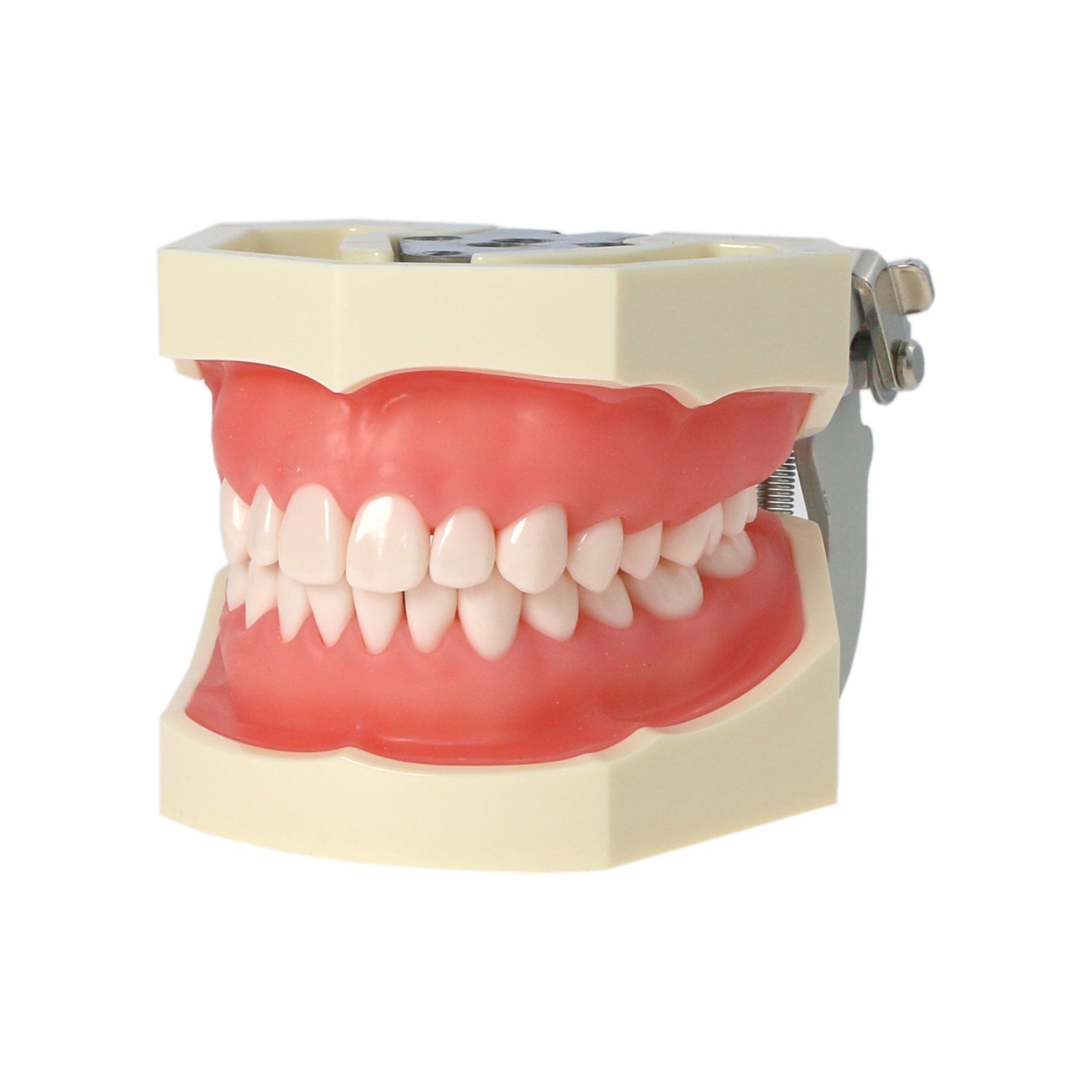 US Dental Typodont Teeth Models fit Kilgore NISSIN 200/500 Type & Columbia 860
