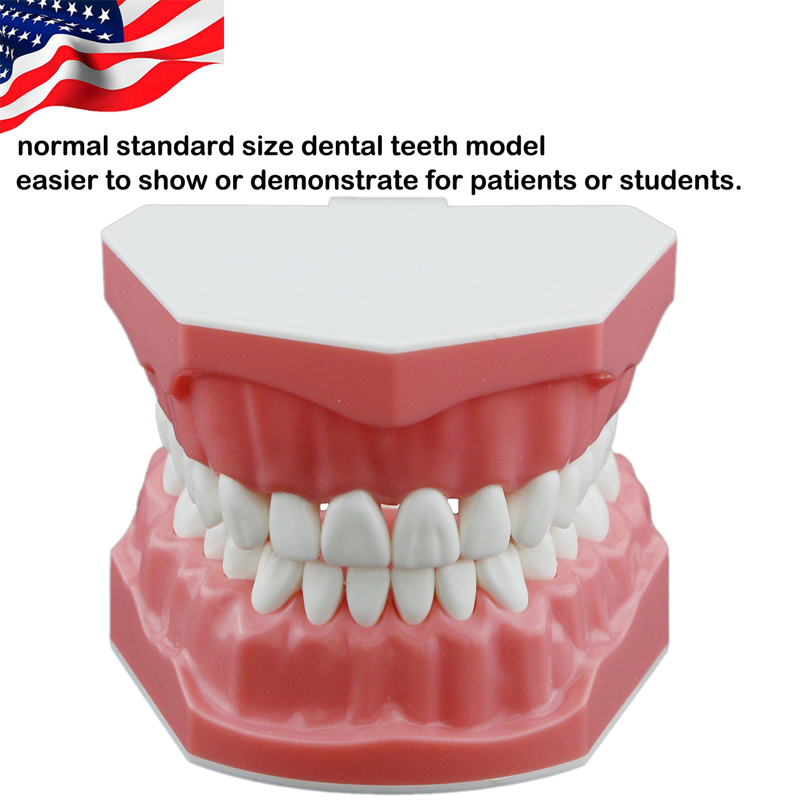 Dental Typodont Model Brushing Flossing Practice Teaching Studying Model M7010-1