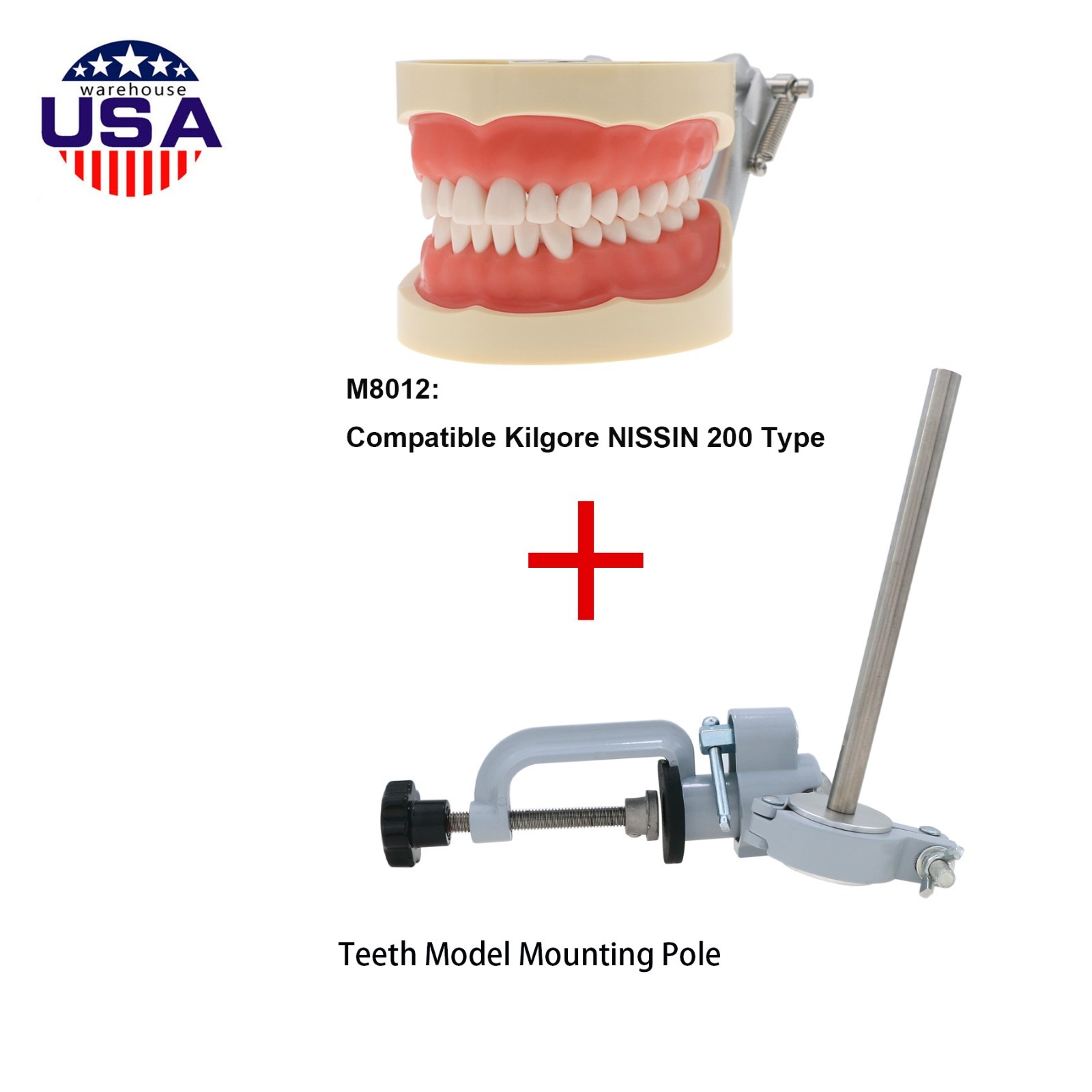 Dental 200 Type Typodont Model With Removable Teeth fit Kilgore NISSIN M8012