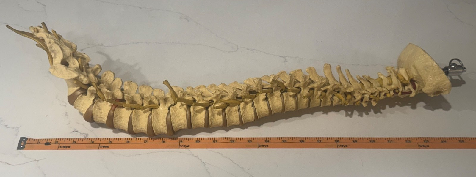 ANNATOMICAL ANATOMY 24″ HUMAN VERTEBRAL COLUMN SPINE WITH SACRUM MODEL