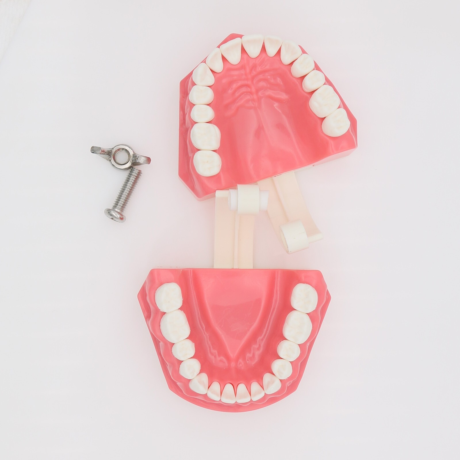US Dental Teach Typodont Demonstration Teeth Model for Patient Study M7010-1/2