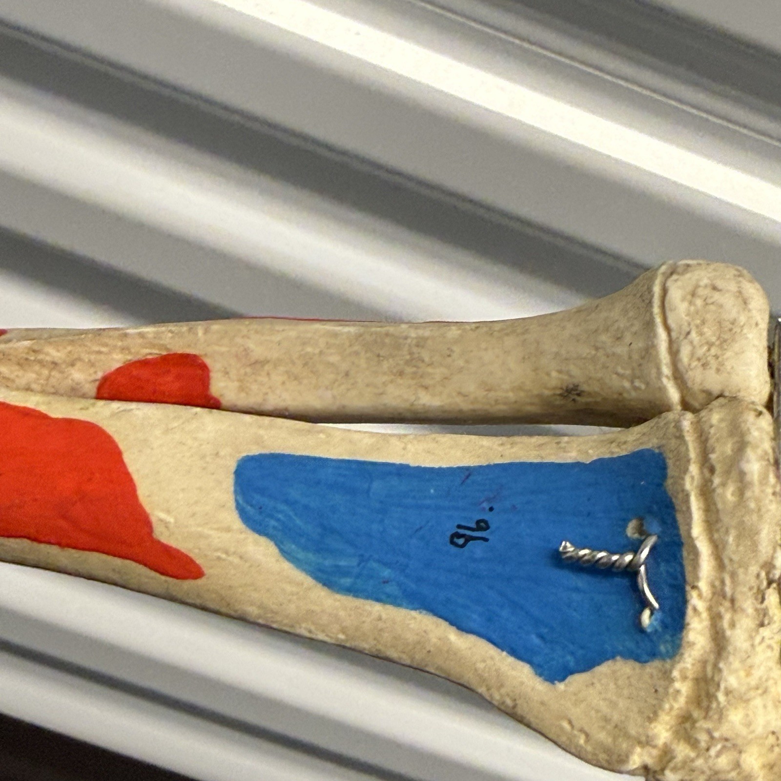 Human Arm Anatomical Skeleton Model Hand Bones Tendons Painted