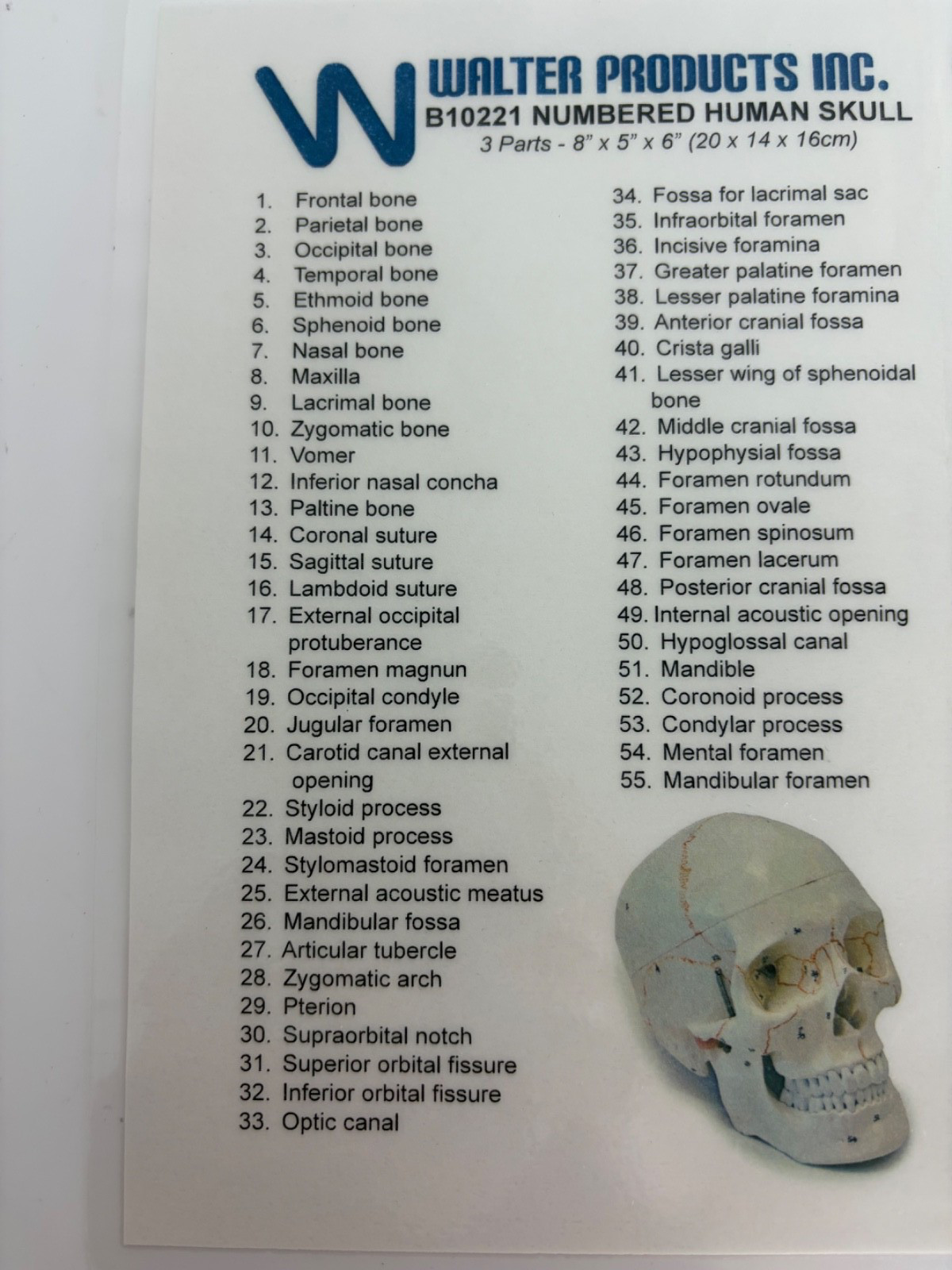 Walter Products Inc. B10221 Numbered Human Skull 3-Parts