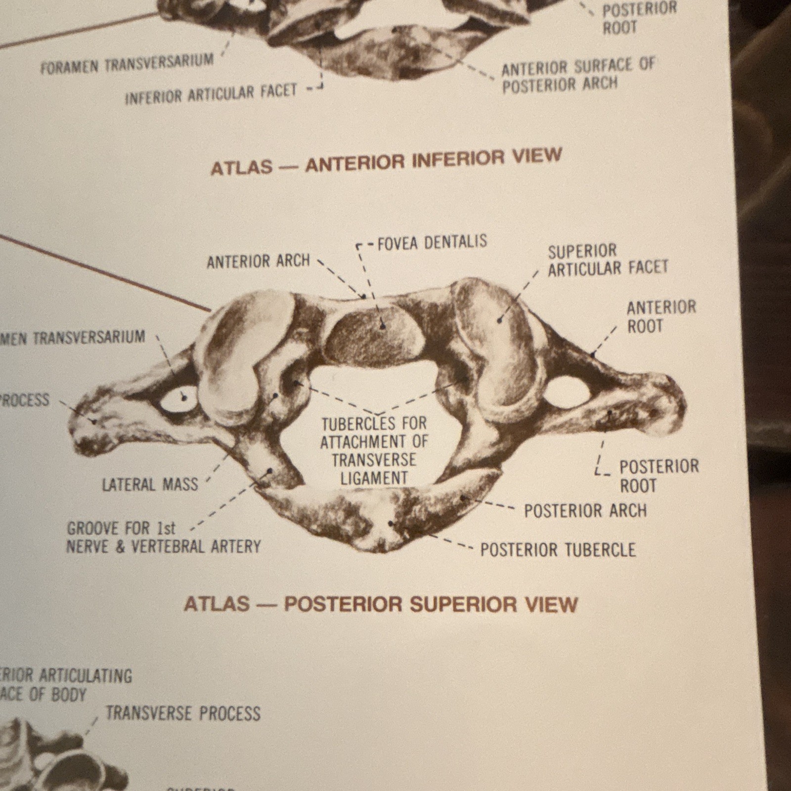 Anatomical Chart Co. The Vertebral Column Anatomical Chart Orthopedics 1980